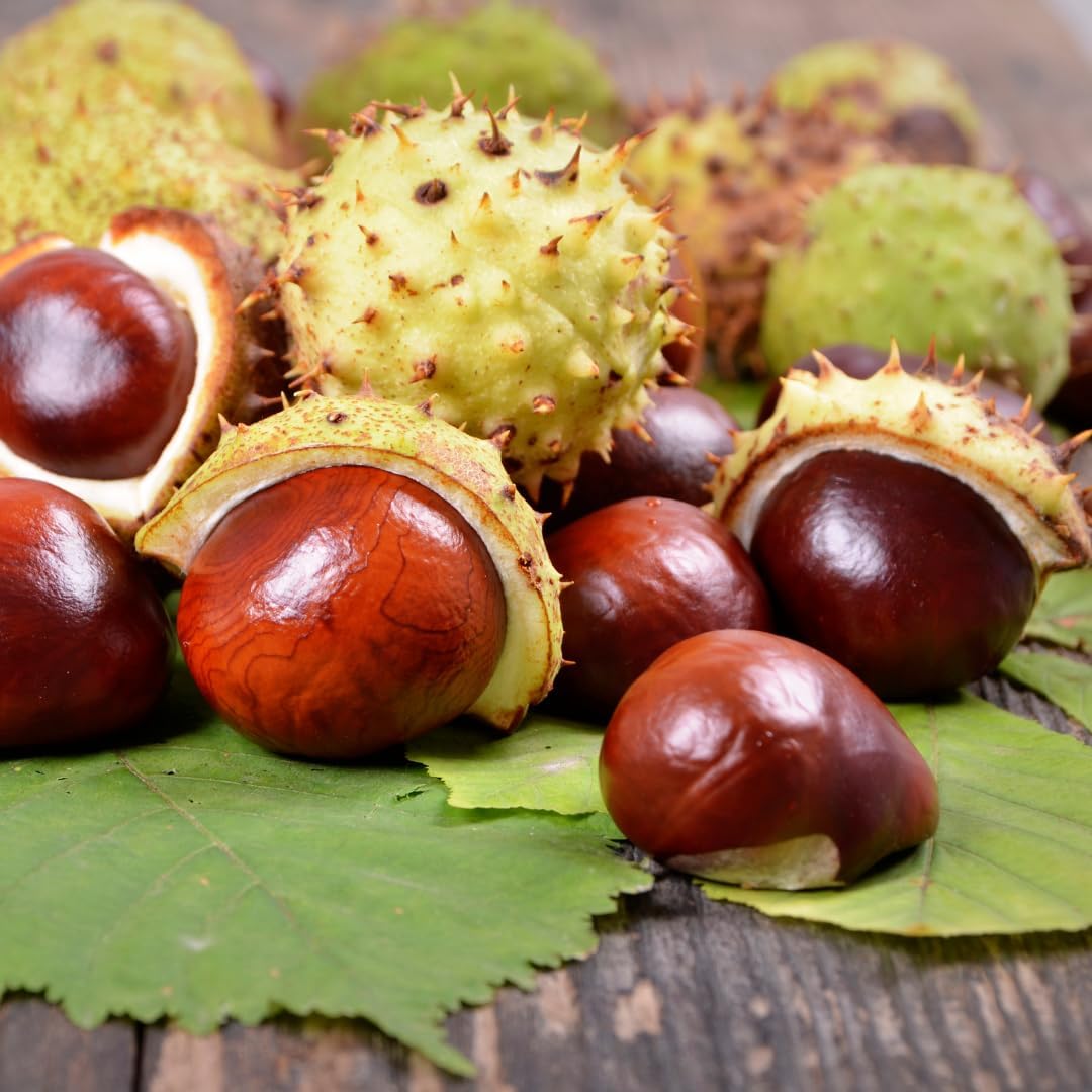 200 Count Pure & Undiluted Horse Chestnut Capsules by Earthborn Elements - No Additives Added - Espot.com.au