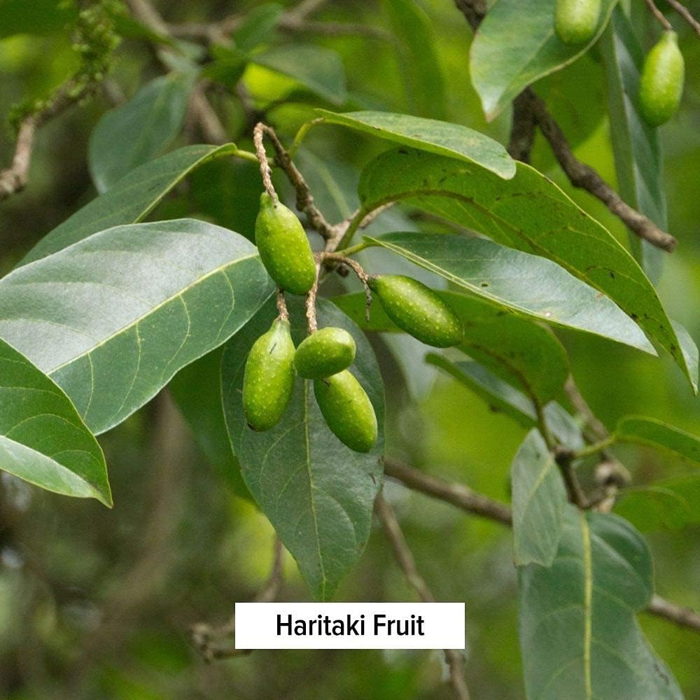 certified-organic-haritaki-powder---1lb---terminalia-chebula---detox-rejuvenation---vegan-non-gmo-gluten-free---fair-trade-4