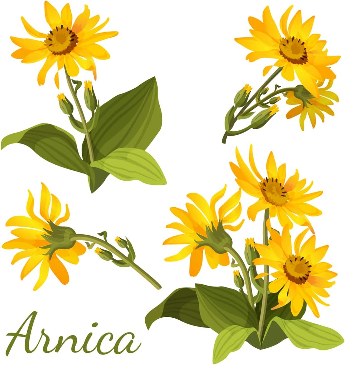 all-natural-arnica-muscle-balm-for-swelling-and-bruising-relief---plant-based-with-essential-oils-menthol-hypoallergenic-paraben-free---made-in-usa-2
