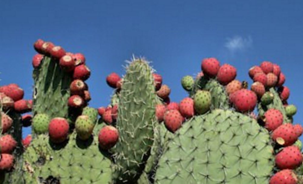 organic-nopal-cactus-juice---pure-and-natural-prickly-pear-drink-for-enhanced-health-and-wellness-7