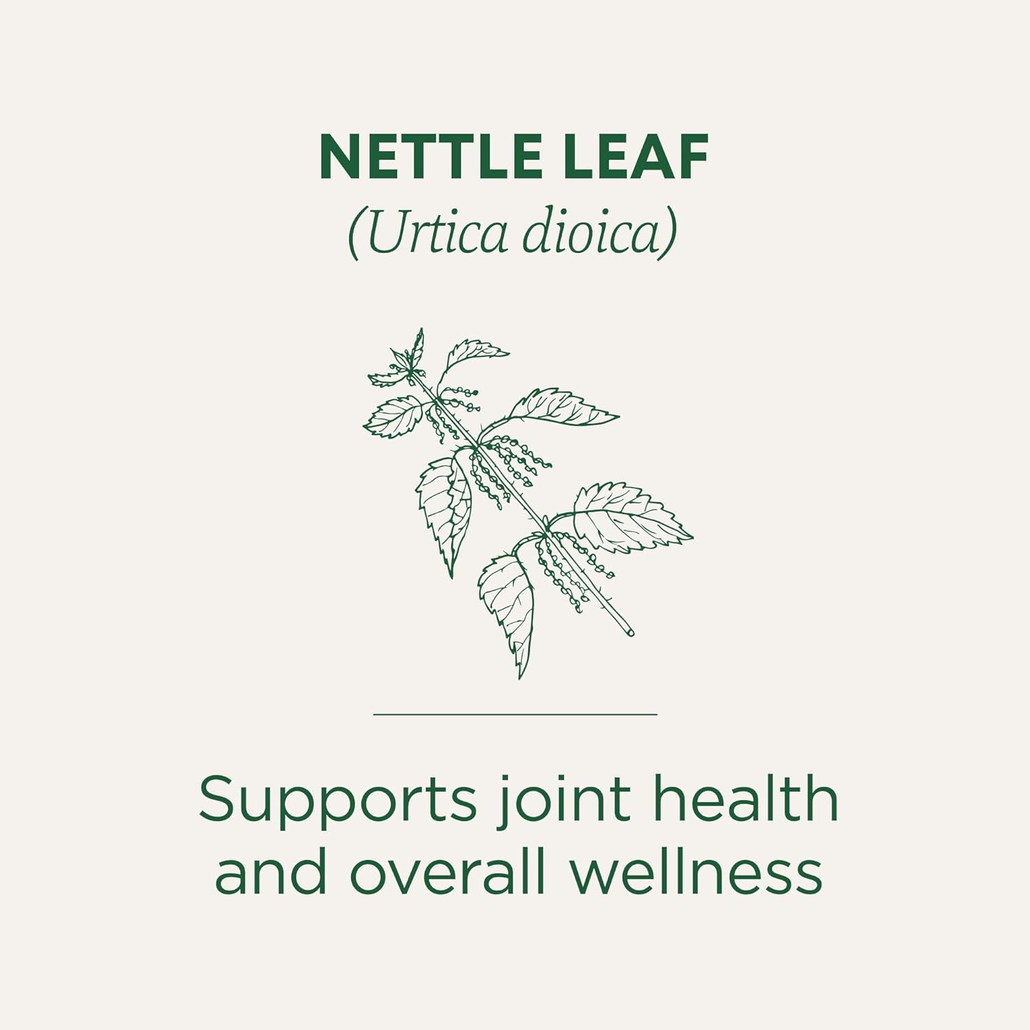 organic-nettle-herbal-leaf-tea---96-tea-bags-16-bags-per-pack-pack-of-6-by-traditional-medicinals-2