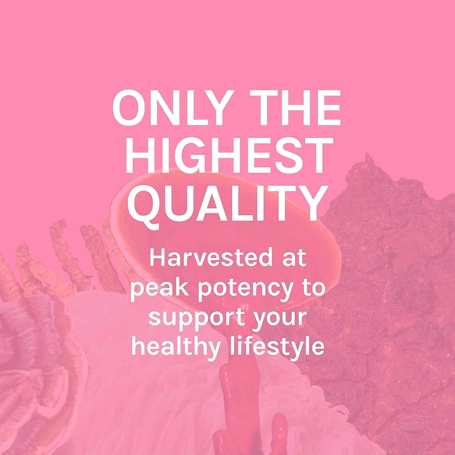 turkey-tail-mushroom-capsules-for-digestive-health-immune-system-support---gastrointestinal-gut-microbiome-supplement---30-capsules-8