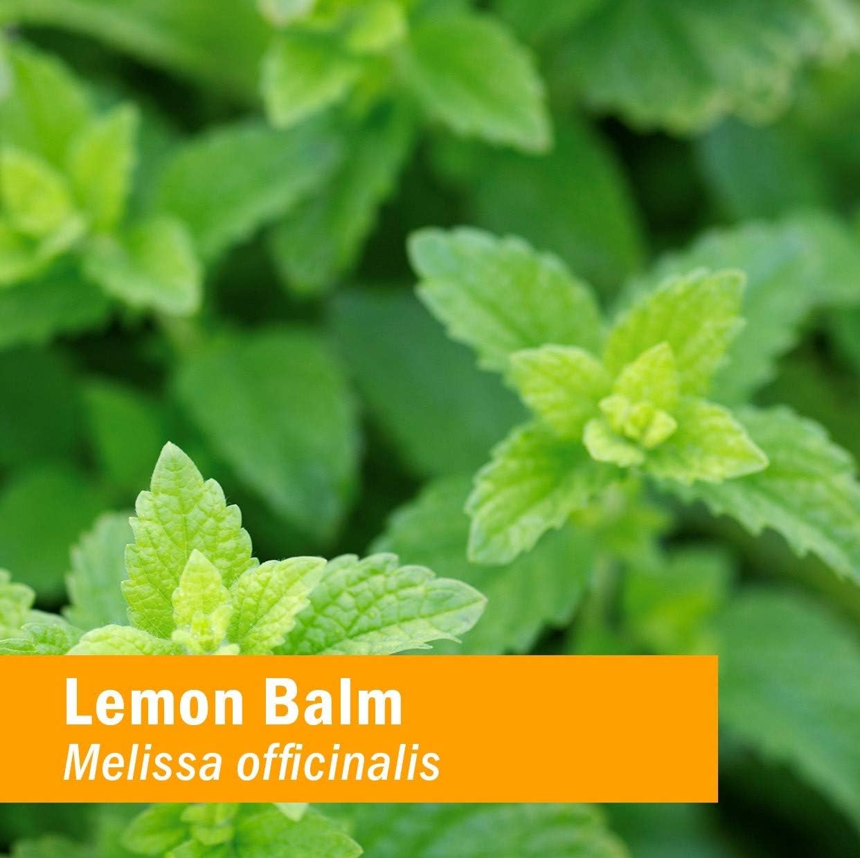 certified-organic-lemon-balm-liquid-extract-for-calming-nervous-system-support---alcohol-free-glycerite---1-oz-by-herb-pharm-3