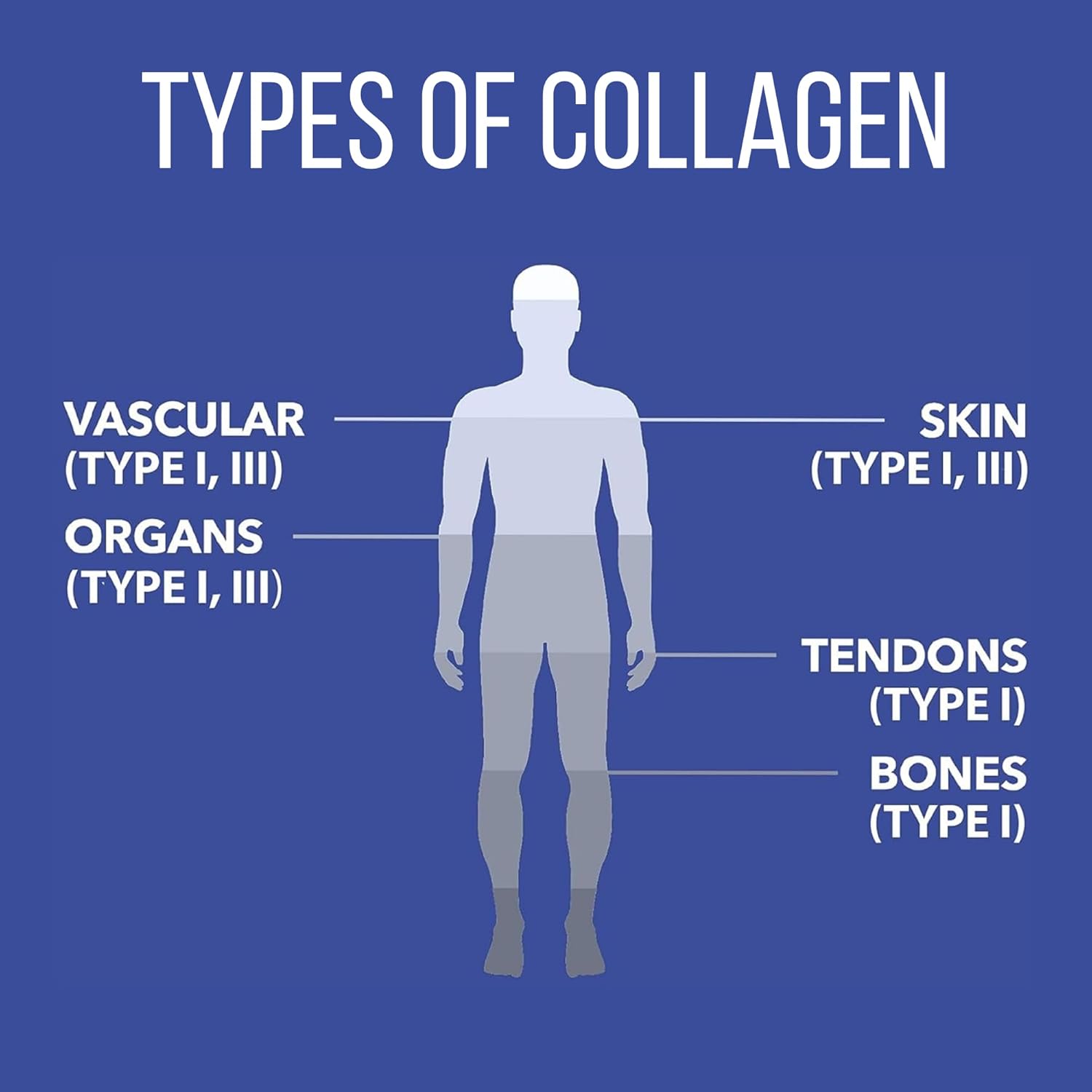 marine-collagen-peptides-for-hair-skin-nails-joints-immune-support---unflavored-gluten-free-non-gmo---20-servings---054-lb-4