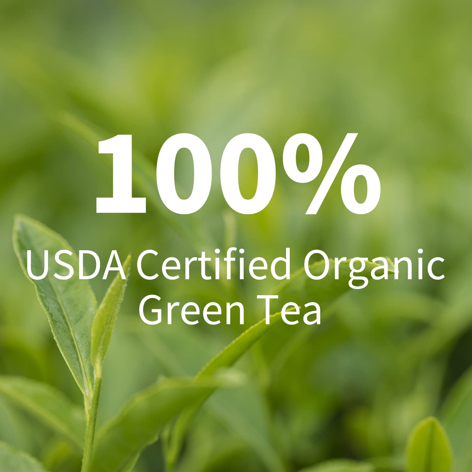organic-reishi-mushroom-green-tea-bags---herbal-tea-with-ganoderma-lucidum-for-immune-support-stress-relief-and-energy---vegan-paleo-gluten-free---007-ounce-20-count-3