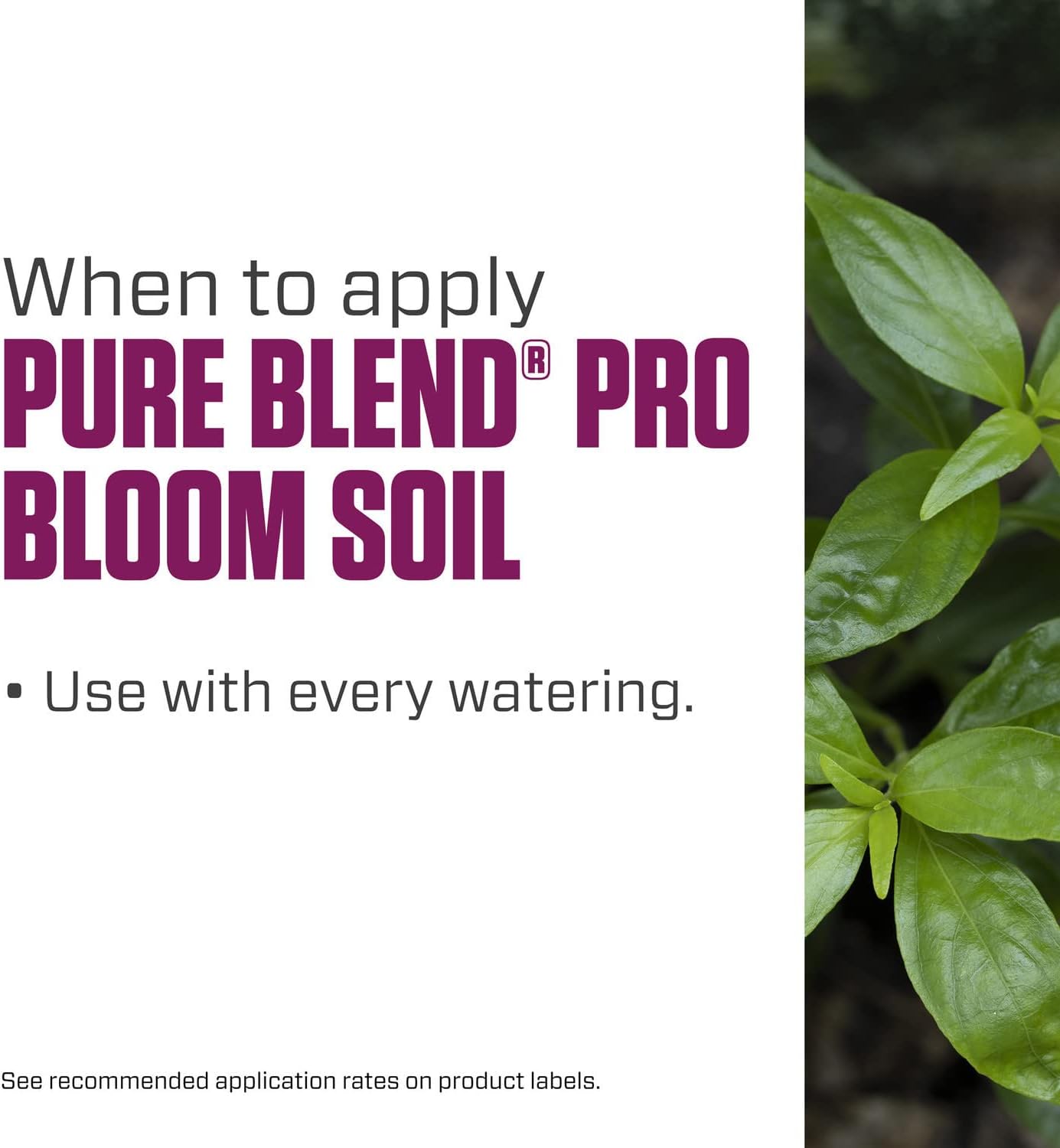 Botanicare Pure Blend Pro Bloom Soil Nutrient 1 qt - Ideal for Fruit & Flowers - 1-4-5 Formula - Espot.com.au