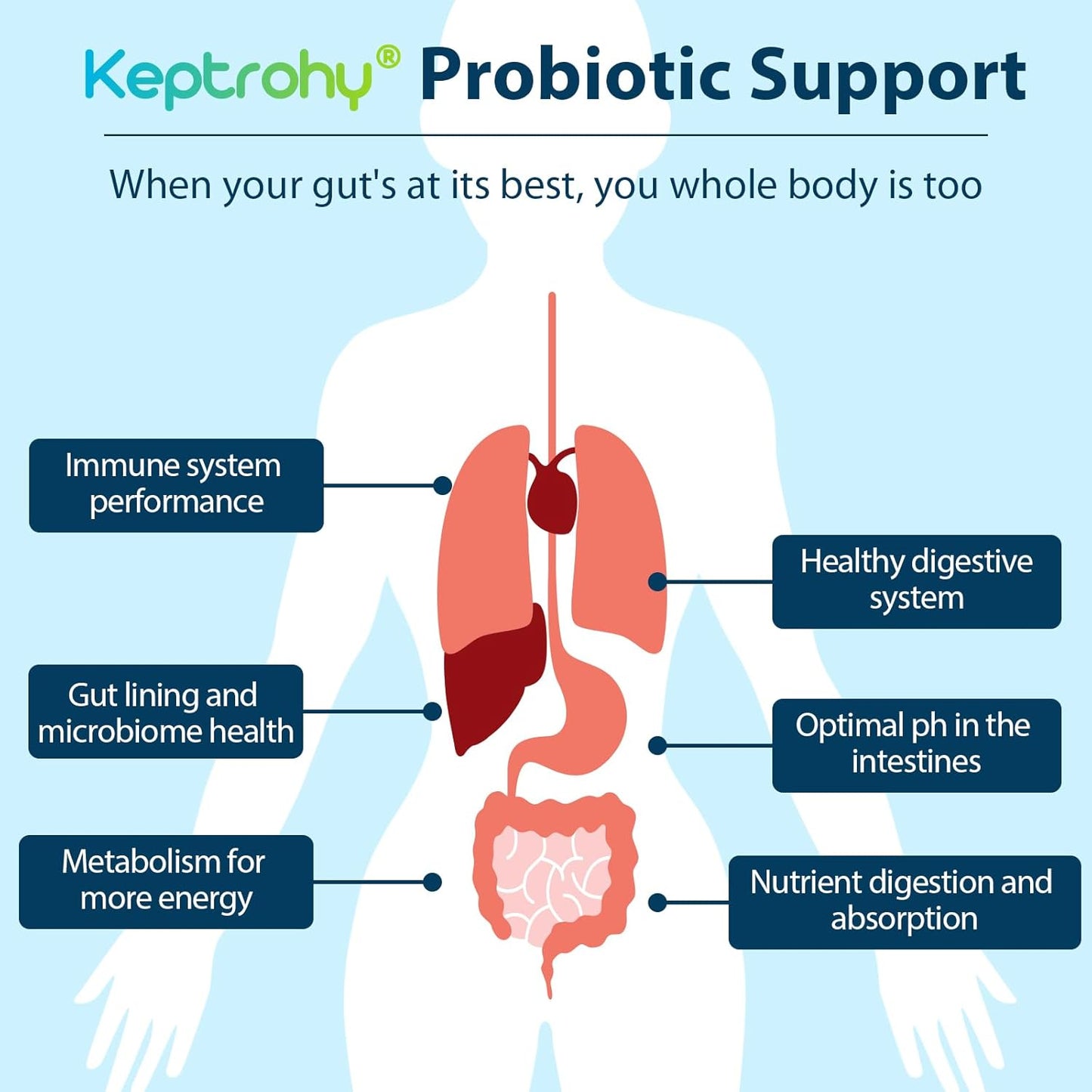 300-billion-cfu-probiotic-supplement-for-gut-immune-health-12-strains-organic-prebiotics-women-men-shelf-stable---240-capsules-3