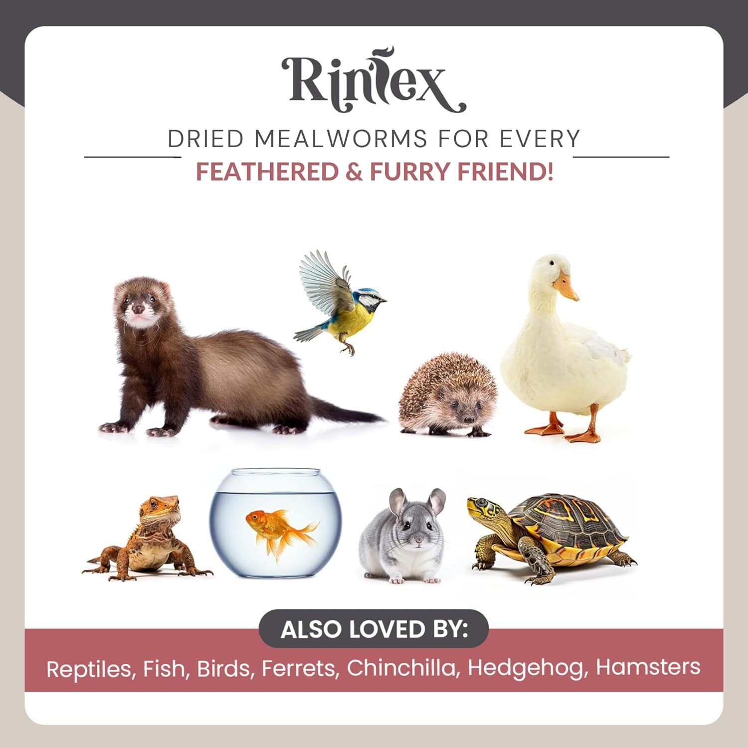 5-lbs-rinlex-dried-mealworms-high-protein-bulk-mealworms-for-chickens-reptiles-wild-birds---hamster-pigeon-crow-tree-frog-treats-7