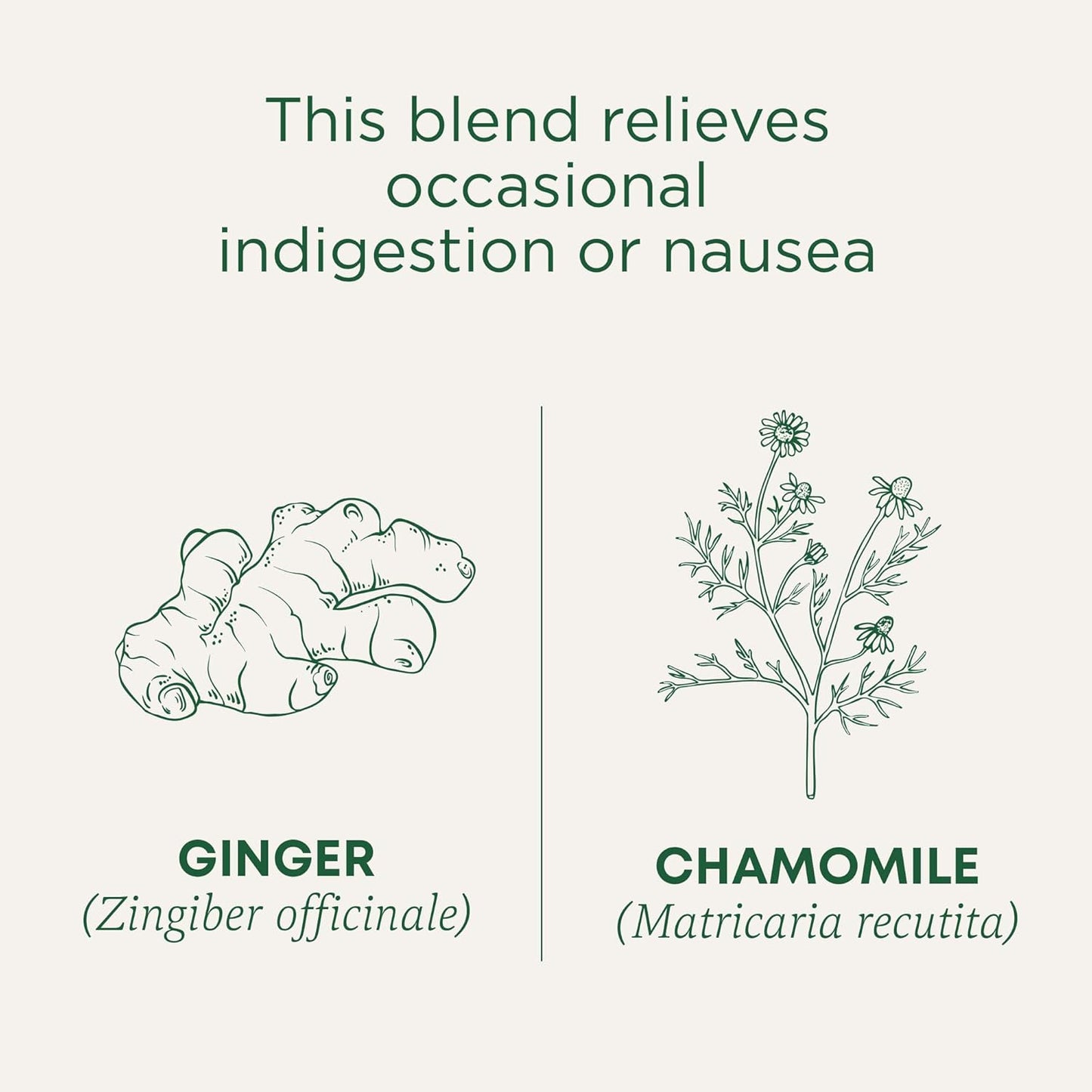 organic-ginger-and-chamomile-herbal-tea-for-indigestion-and-nausea-relief---pack-of-6-96-count-3
