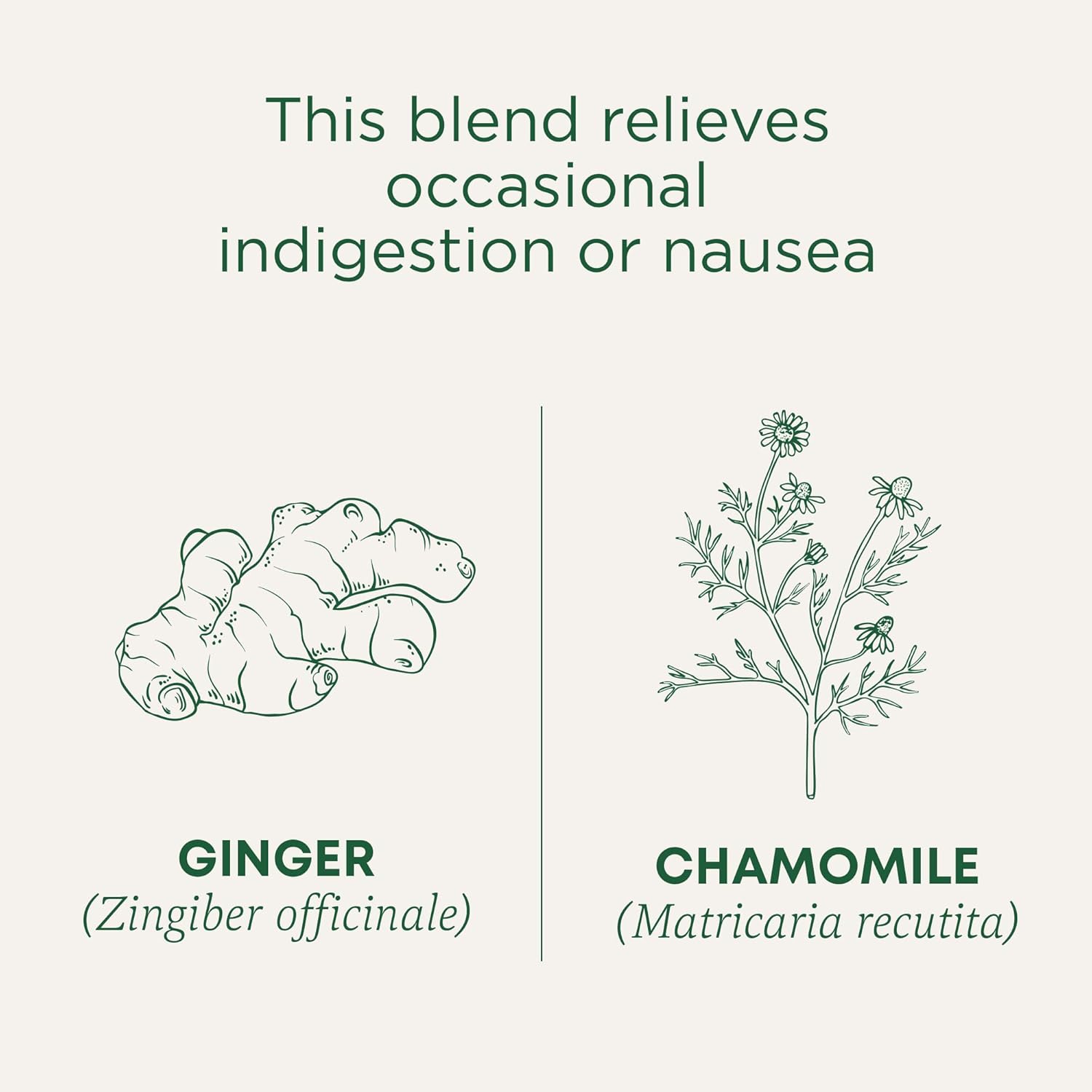 organic-ginger-and-chamomile-herbal-tea-for-indigestion-and-nausea-relief---pack-of-6-96-count-3