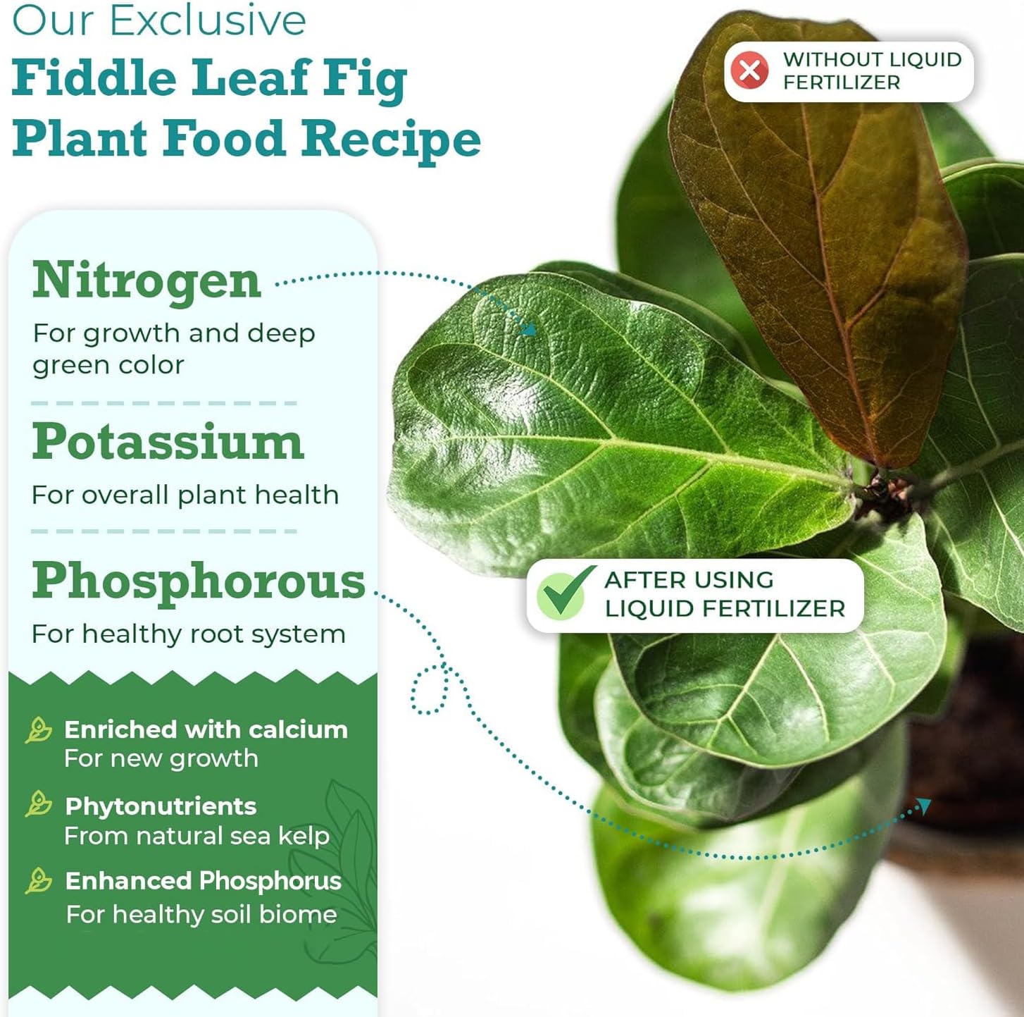 fiddle-leaf-fig-tree-plant-food---enriched-with-calcium-urea-free-npk-3-1-2-for-robust-growth---8-ounces-3