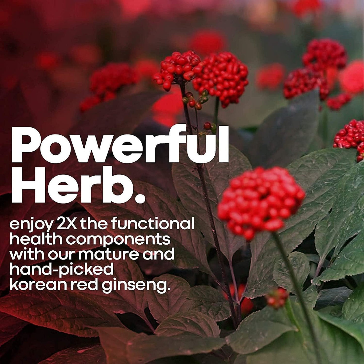 bundle-herbtonics-korean-panax-red-ginseng-strengthtonic-testosterone-booster-for-men---natural-energy-and-vitality-support-7