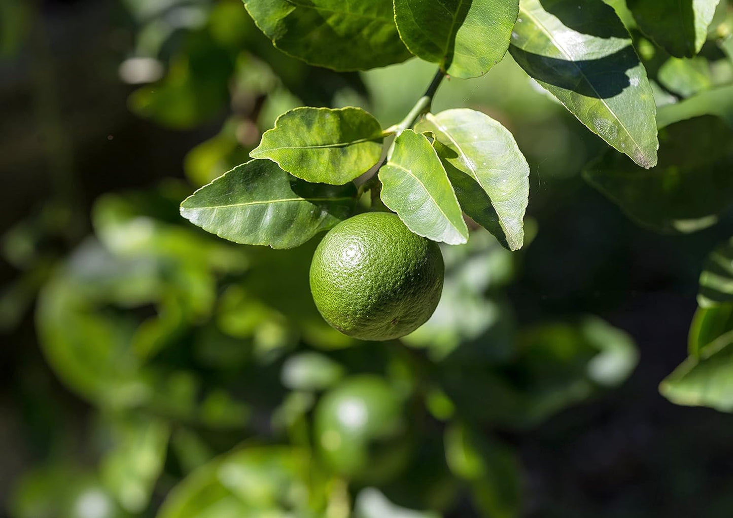 Organic Lime Powder 7lb - Non-GMO, Unsulfured Citrus Fruit Powder for Baking, Juices, Smoothies, Yogurts - Vegan Bulk Powder Without Sulphites - Espot.com.au