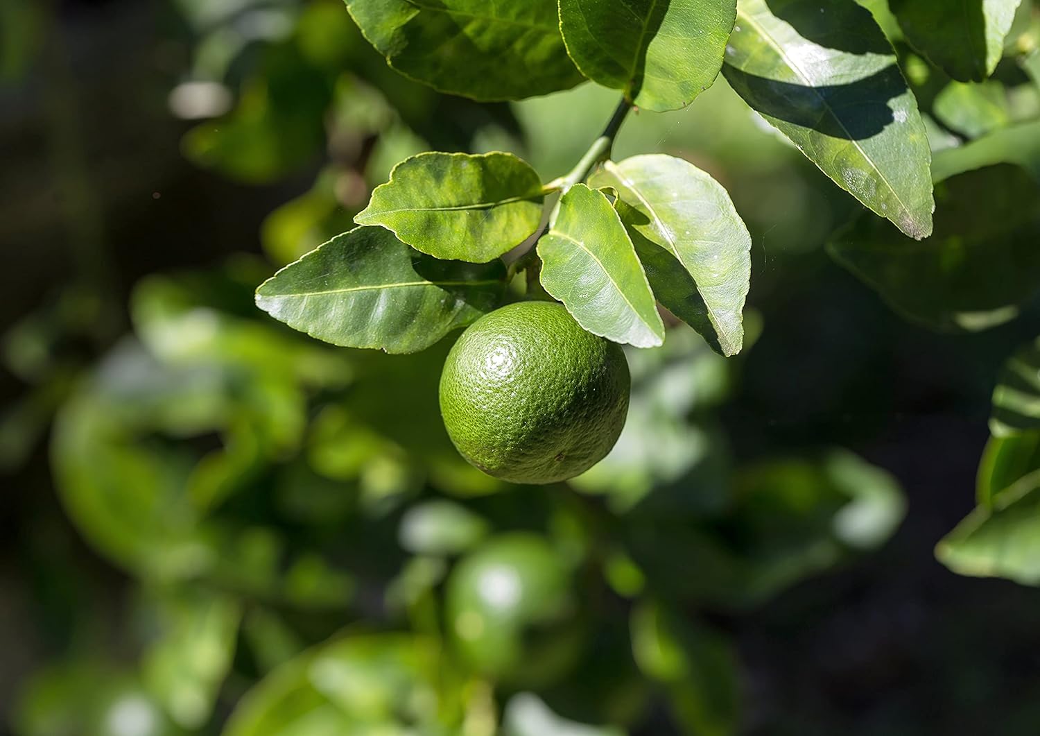 Organic Lime Powder 7lb - Non-GMO, Unsulfured Citrus Fruit Powder for Baking, Juices, Smoothies, Yogurts - Vegan Bulk Powder Without Sulphites - Espot.com.au