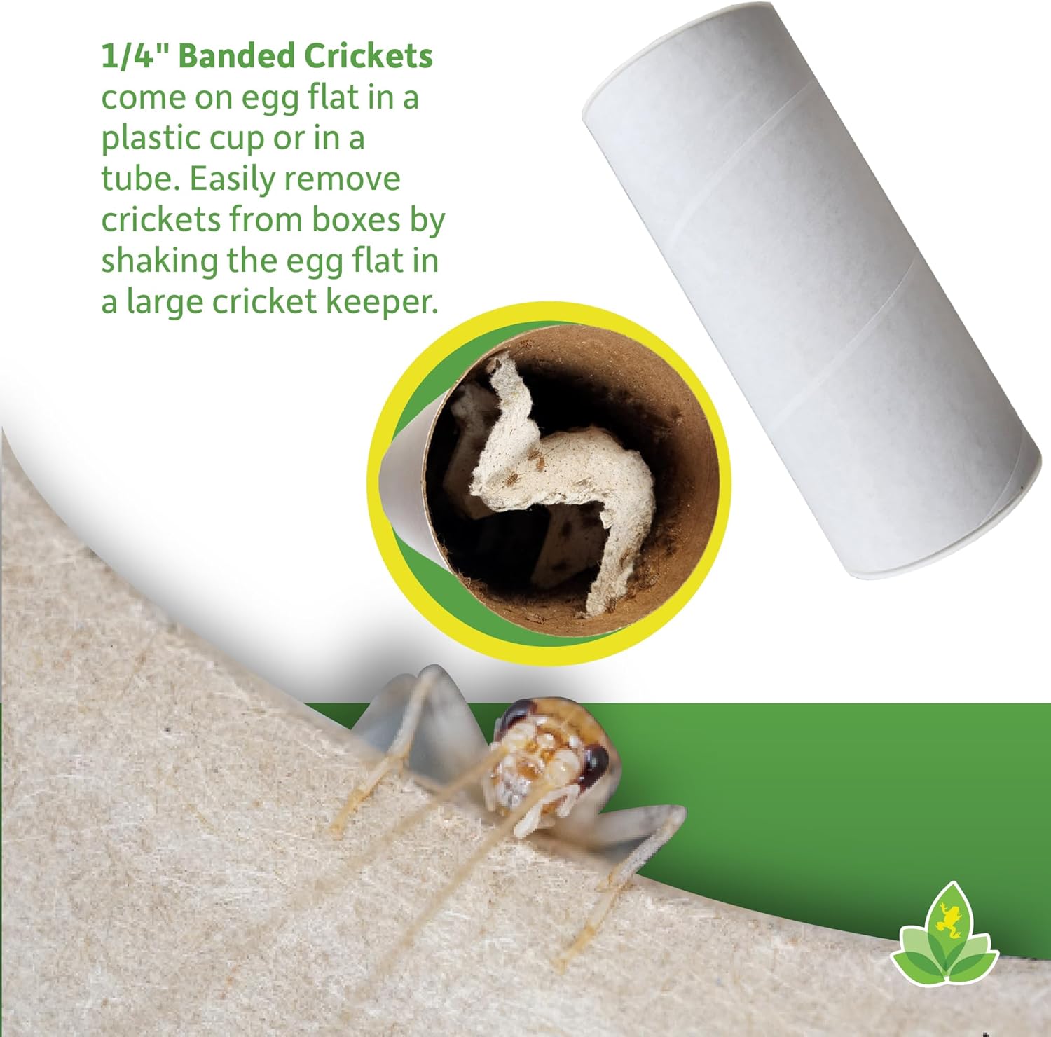 joshs-frogs-small-banded-crickets---14-size---120-count-4