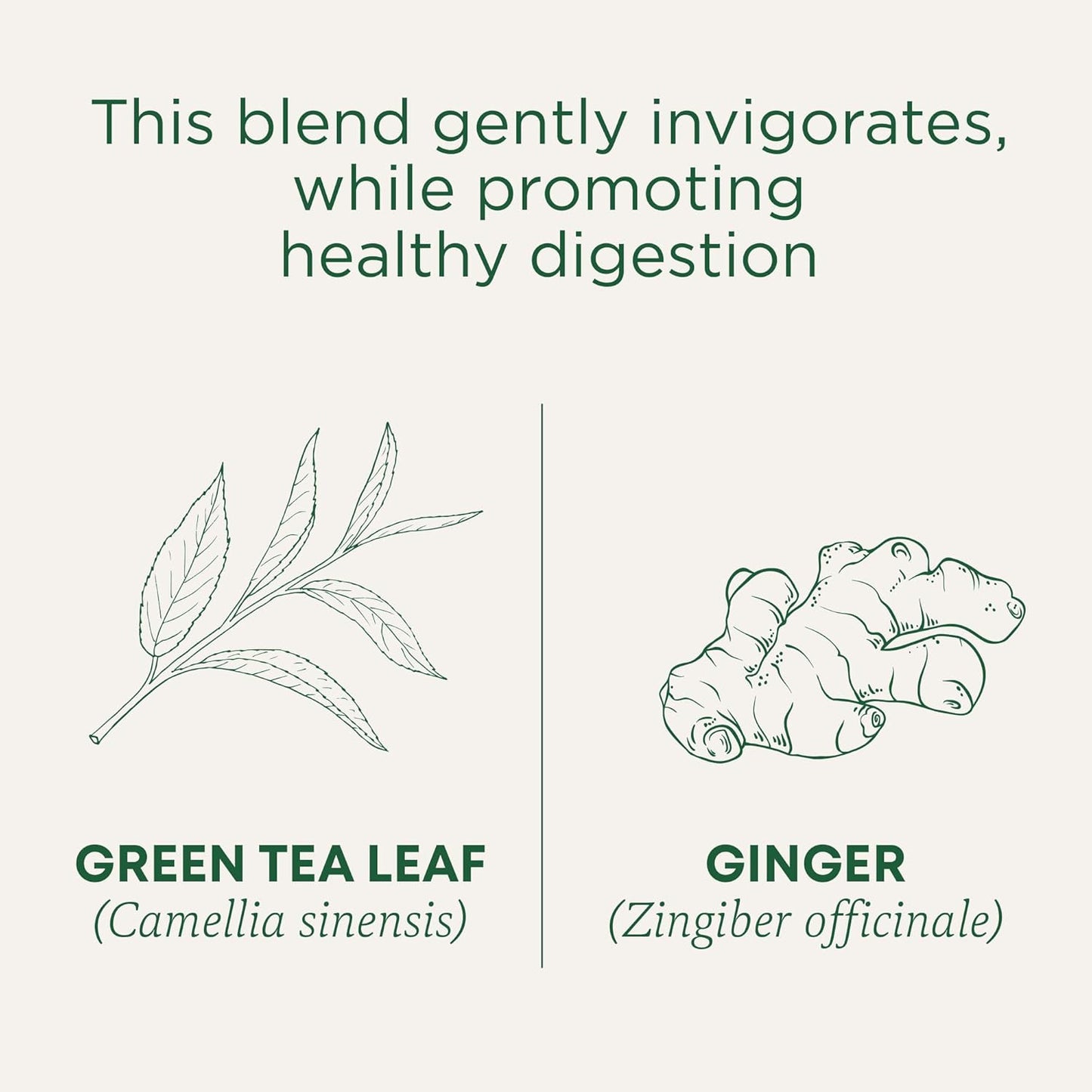organic-green-tea-ginger-tea-bags-for-healthy-digestion---16-count-3