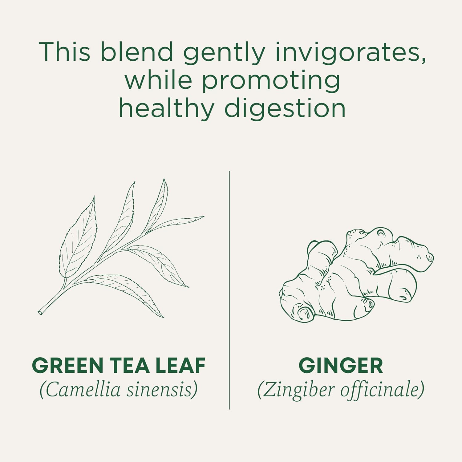 organic-green-tea-ginger-tea-bags-for-healthy-digestion---16-count-3
