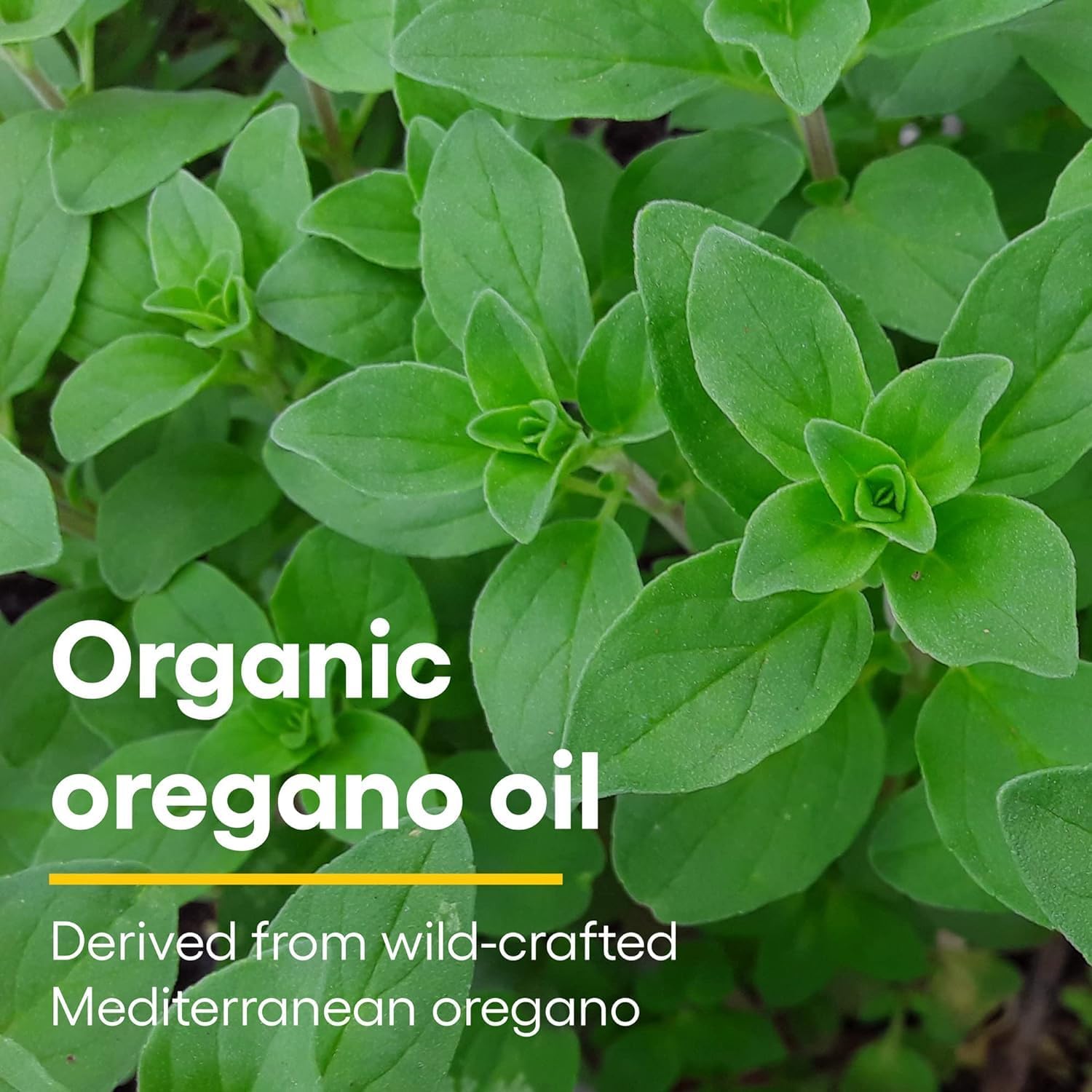 Certified Organic Oil of Oregano - Herbal Immune Support Supplement, Vegan, Non-GMO (2 Oz) by Natural Factors - Espot.com.au