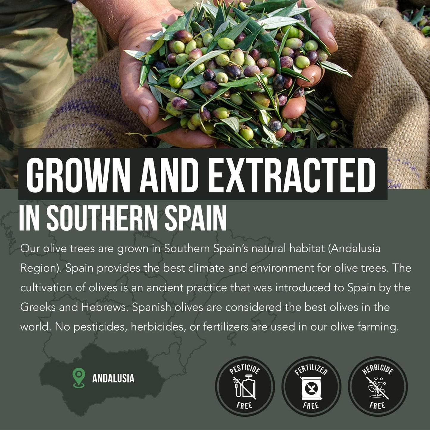 Triquetra Health Total Olive® - Spanish Grown Full Spectrum Olive Leaf & Fruit Extracts with BioPerine - High Oleuropein & Hydroxytyrosol - 60 Capsules - Espot.com.au