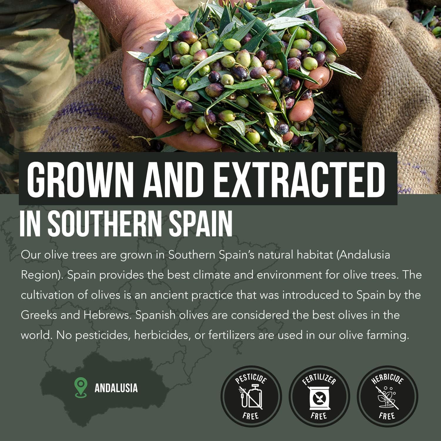 Triquetra Health Total Olive® - Spanish Grown Full Spectrum Olive Leaf & Fruit Extracts with BioPerine - High Oleuropein & Hydroxytyrosol - 60 Capsules - Espot.com.au