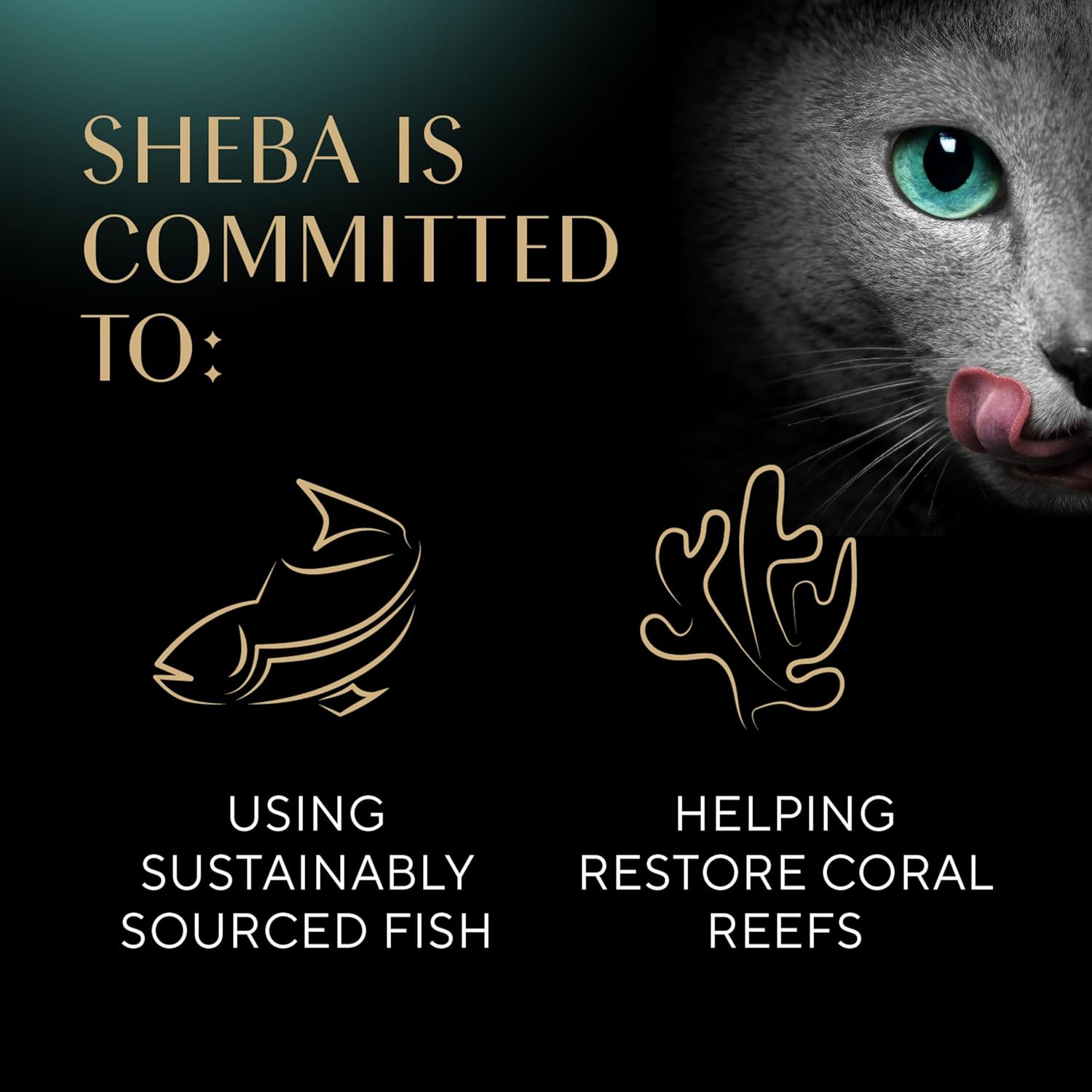 sheba-perfect-portions-wet-cat-food-pate-variety-pack---sustainable-salmon-signature-seafood-white-fish-tuna---26-oz-twin-pack-trays---24-count-48-servings-7