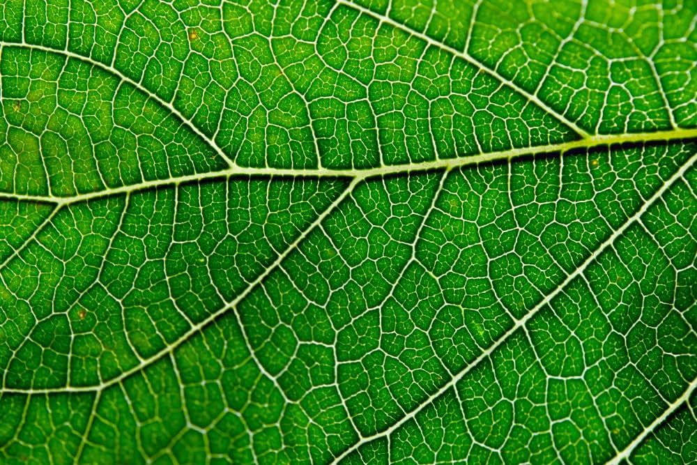 antler-farms-liquid-chlorophyll-drops---12000-mg-concentrated-extract-2-oz-bottle-immune-support-energy-booster-detox---fresh-mint-flavor-60-servings-1