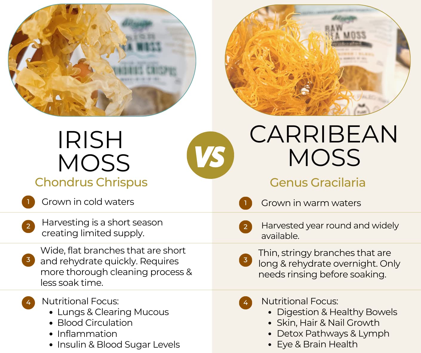 organic-irish-sea-moss-from-ireland-wildcrafted-chondrus-crispus-raw-irish-moss-golden-color-3