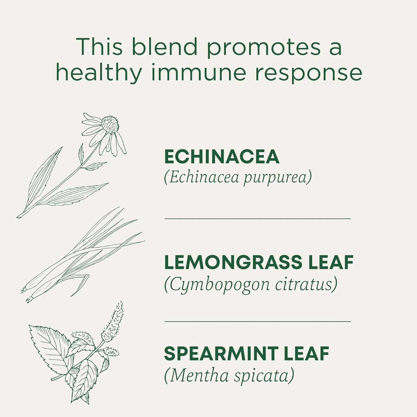 organic-echinacea-plus-tea-with-spearmint-16-tea-bags---supports-immune-function-by-traditional-medicinals-2