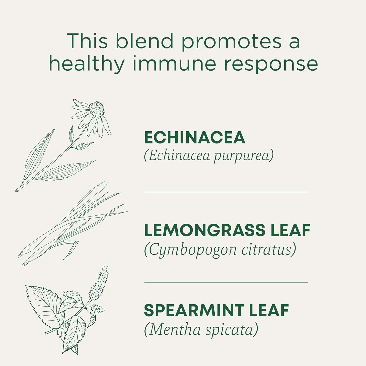 organic-echinacea-plus-tea-with-spearmint-16-tea-bags---supports-immune-function-by-traditional-medicinals-2
