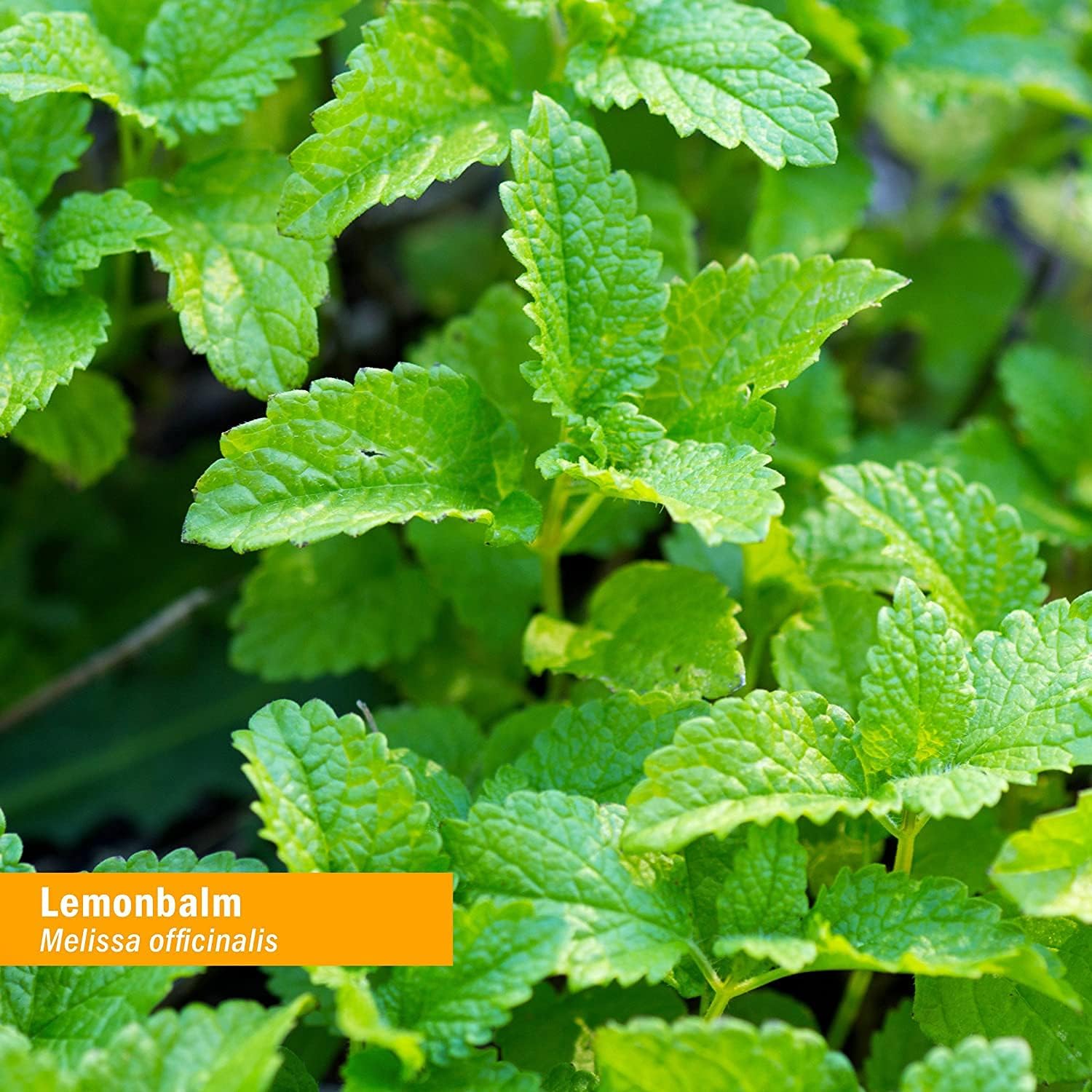 certified-organic-lemon-balm-liquid-extract-for-calming-nervous-system---1-ounce-6