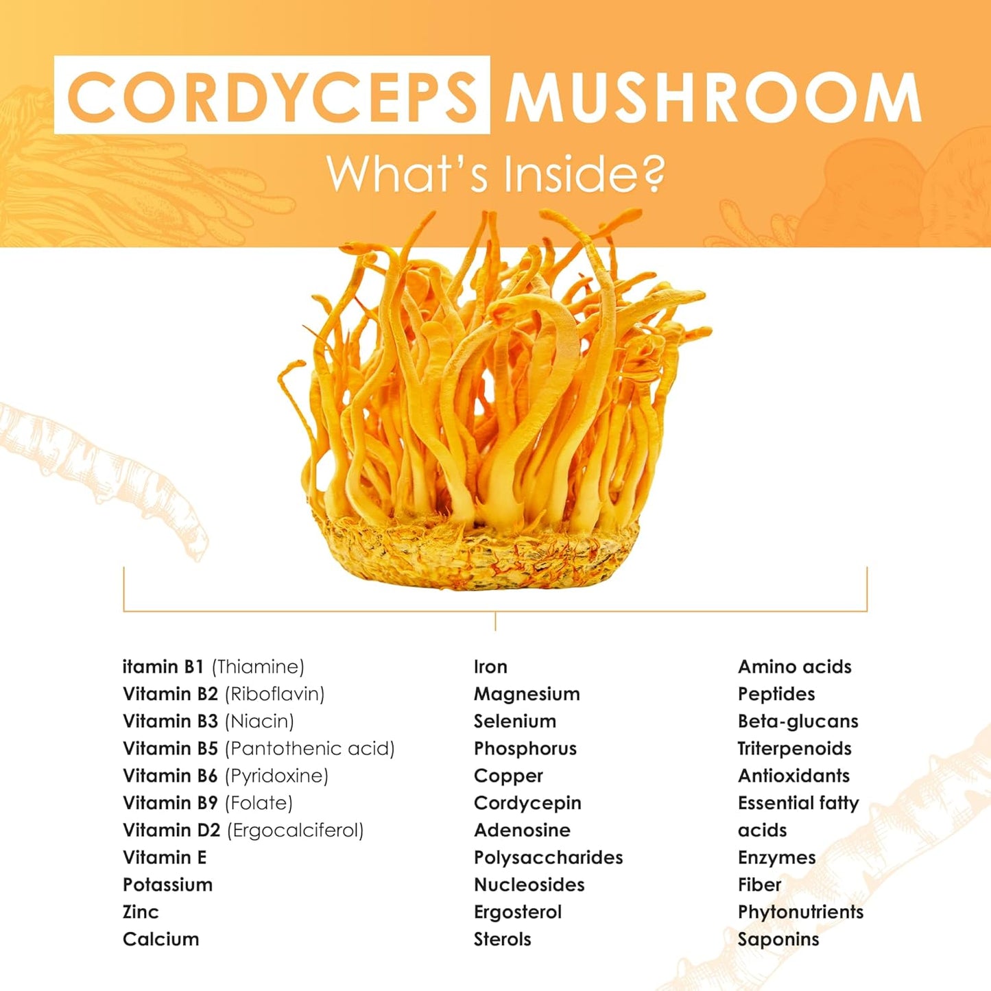 organic-cordyceps-mushroom-extract-powder-for-energy-stamina-endurance-support---60g-performance-mushroom-powder-4