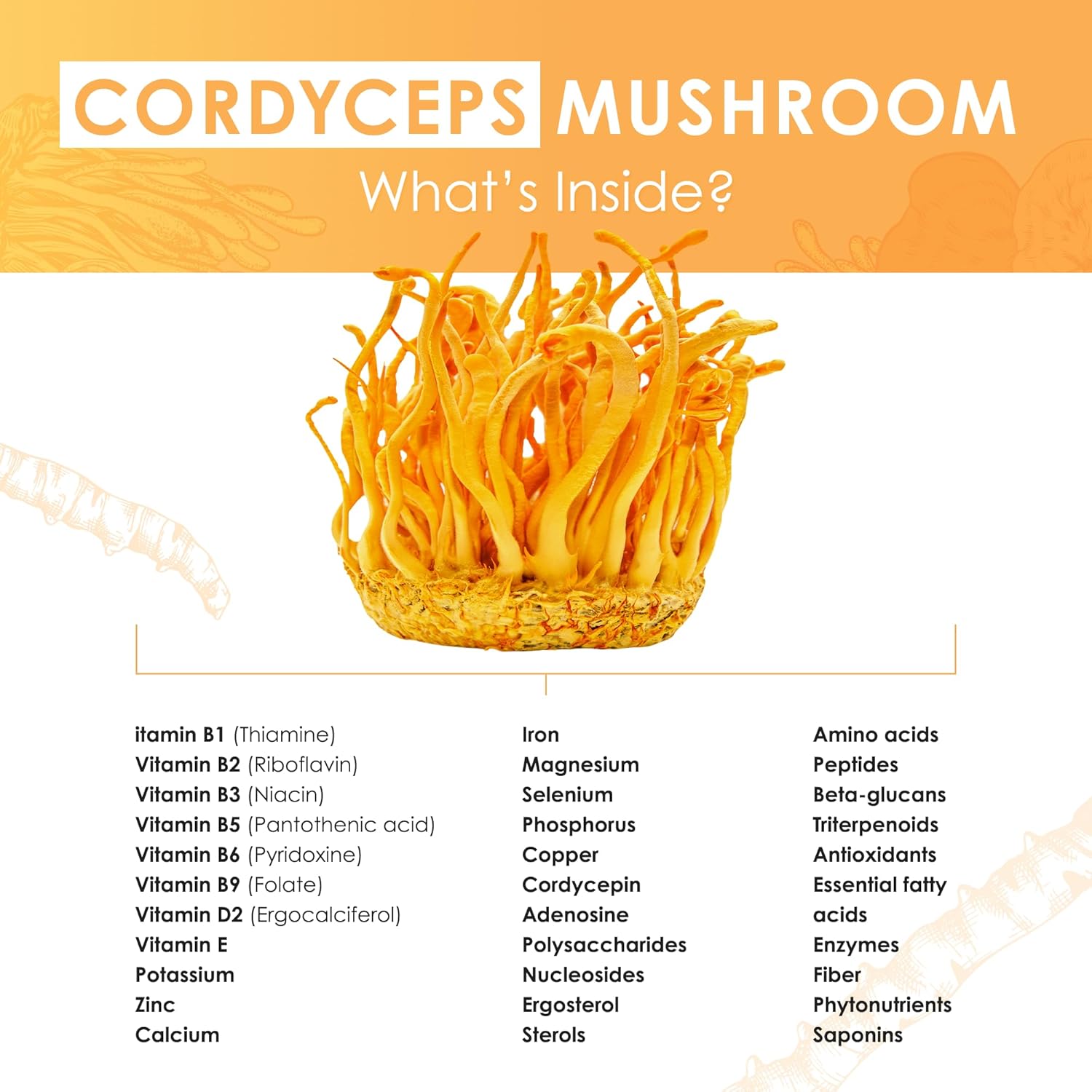 organic-cordyceps-mushroom-extract-powder-for-energy-stamina-endurance-support---60g-performance-mushroom-powder-4