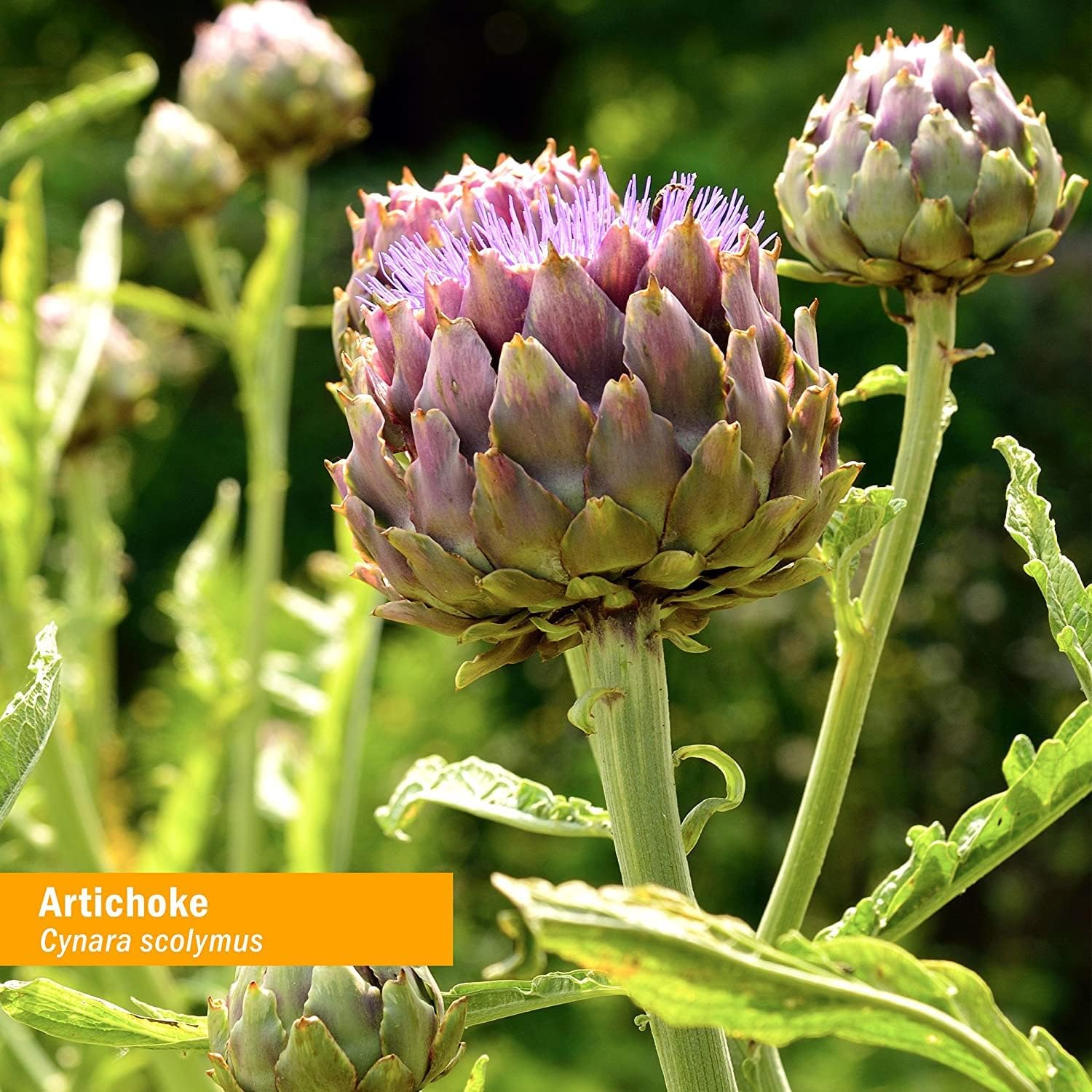 certified-organic-artichoke-liquid-extract-for-cardiovascular-support---1oz-by-herb-pharm-3