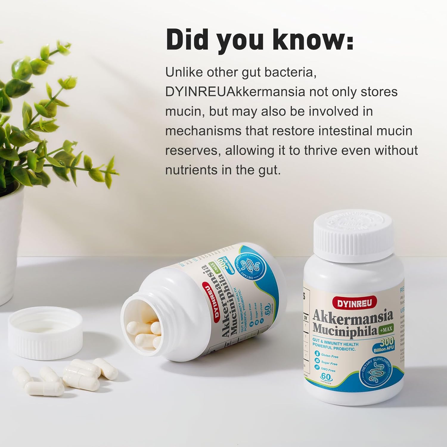 300-billion-afu-akkermansia-muciniphila-probiotics-for-gut-digestive-and-immune-health---60-capsules-for-women-and-men-3