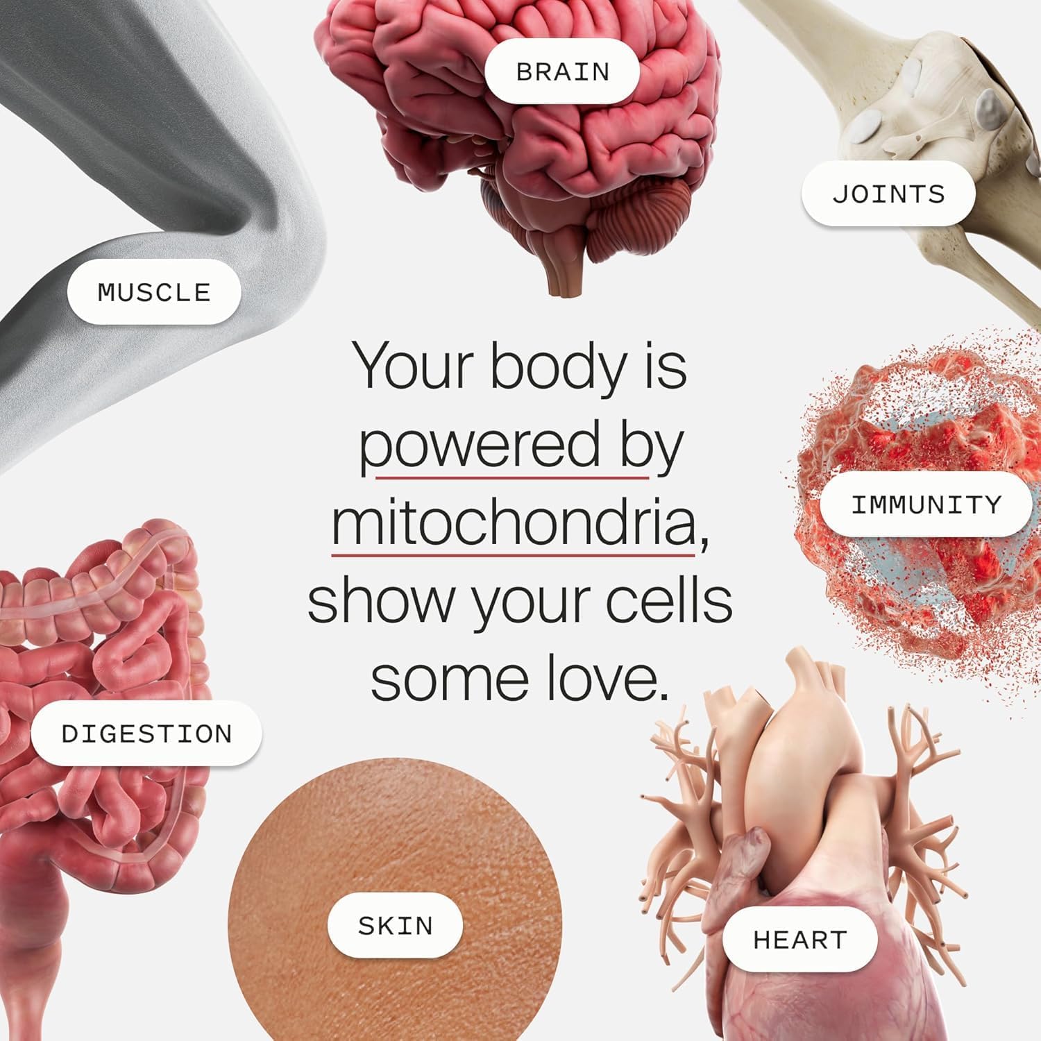 Mitopure Urolithin A Supplement for Healthy Aging & Cellular Renewal - Muscle Strength & Longevity - 30 Sachets - Espot.com.au