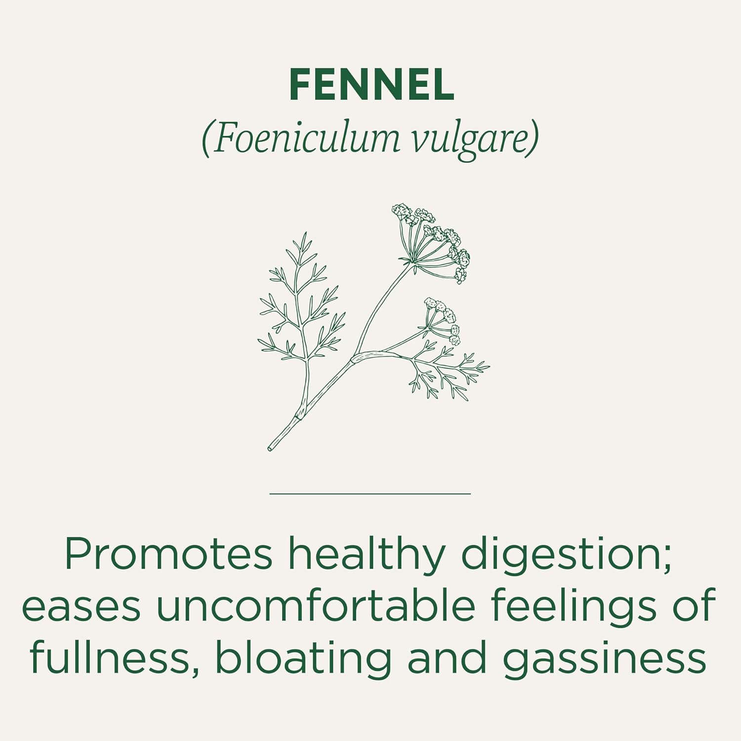 organic-fennel-tea-bags-by-traditional-medicinals---16-count-pack-2