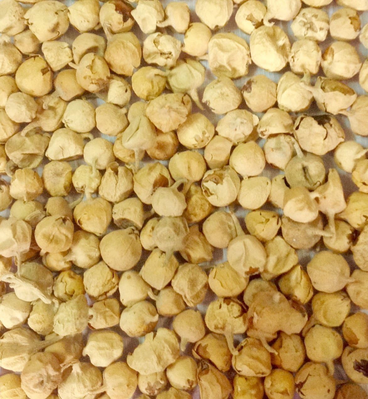 organic-ayurvedic-indian-rennet-herb---withania-coagulans---200gm-705oz-2