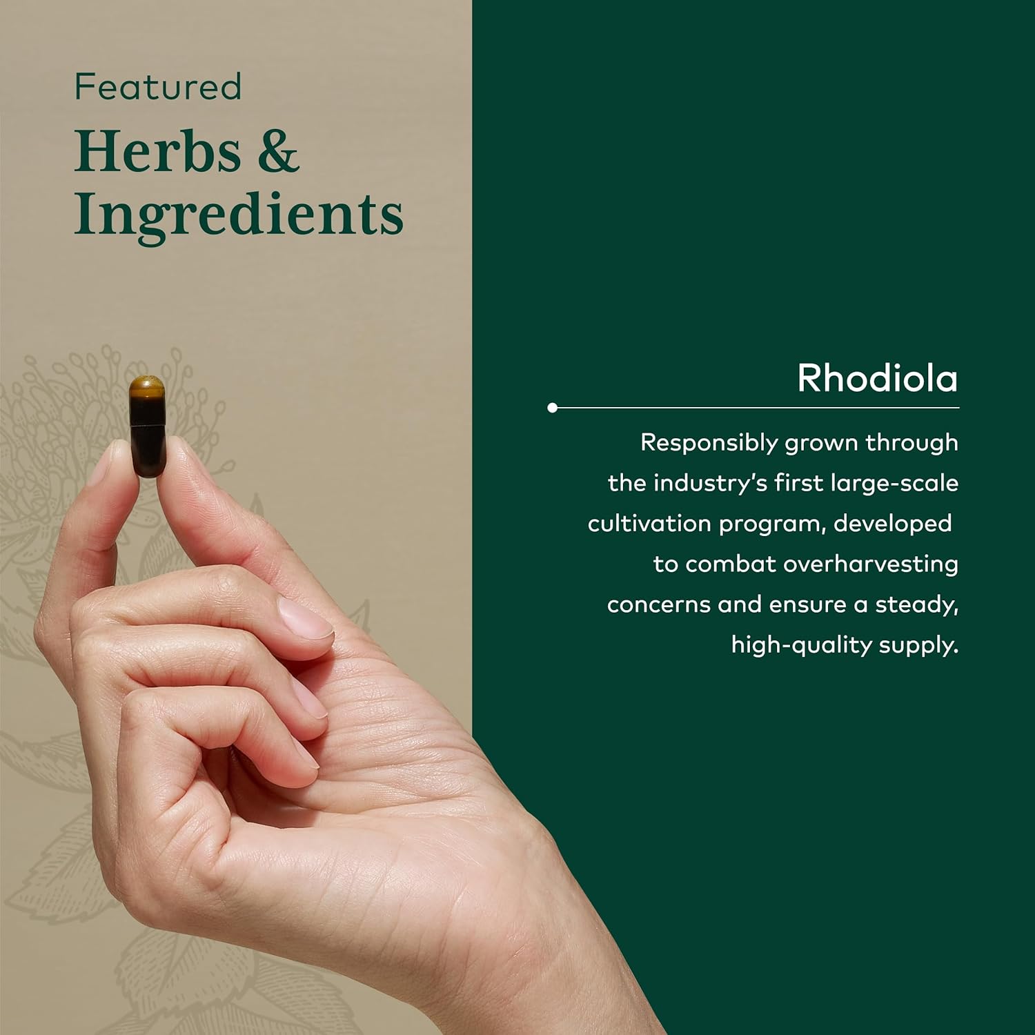 organic-rhodiola-supplement-for-stress-relief---gaia-herbs-pro-formula-with-rhodiola-rosea-rosavins---60-vegan-liquid-capsules-4