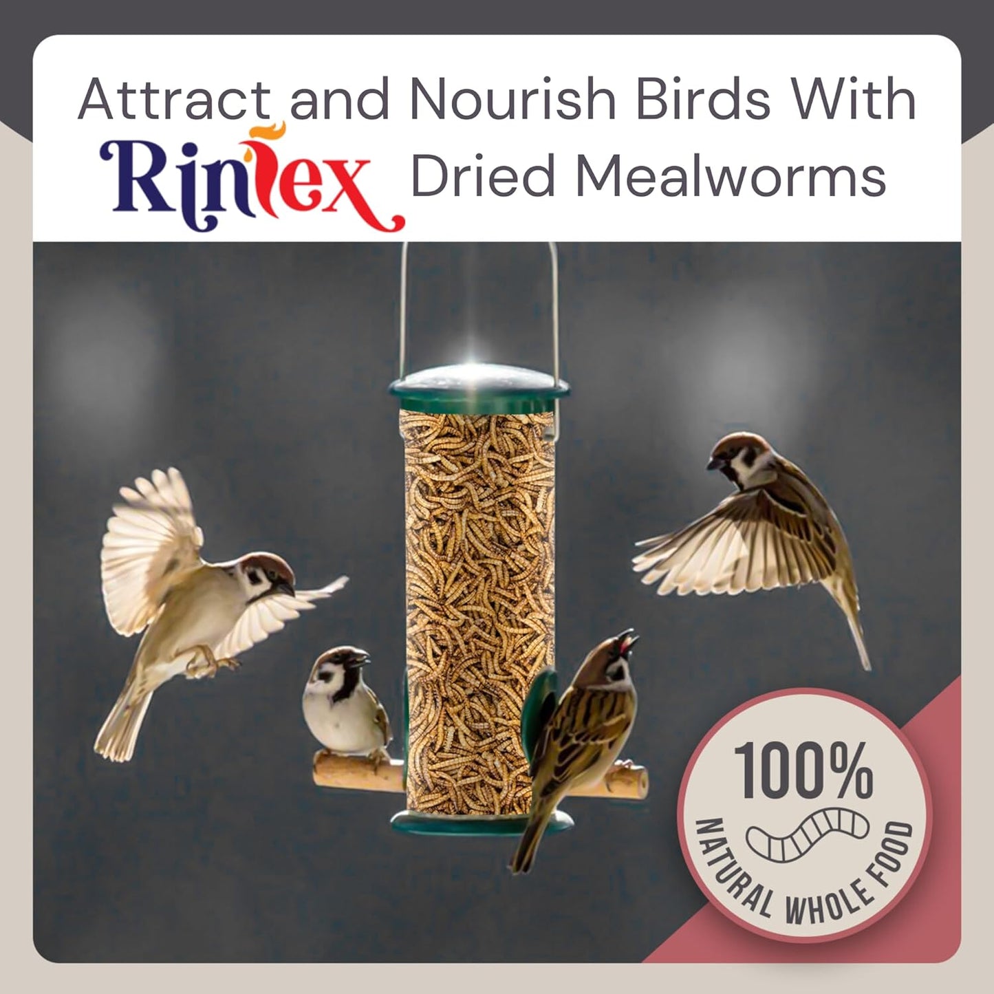 5-lbs-rinlex-dried-mealworms-high-protein-bulk-mealworms-for-chickens-reptiles-wild-birds---hamster-pigeon-crow-tree-frog-treats-4