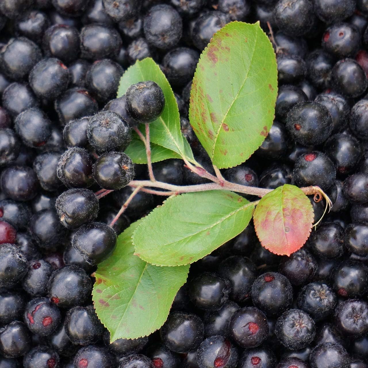 organic-aronia-juice-powder---high-antioxidant-superfood-with-fiber-vitamins-a-k-c-and-e---raw-non-gmo-gluten-free---water-soluble-7