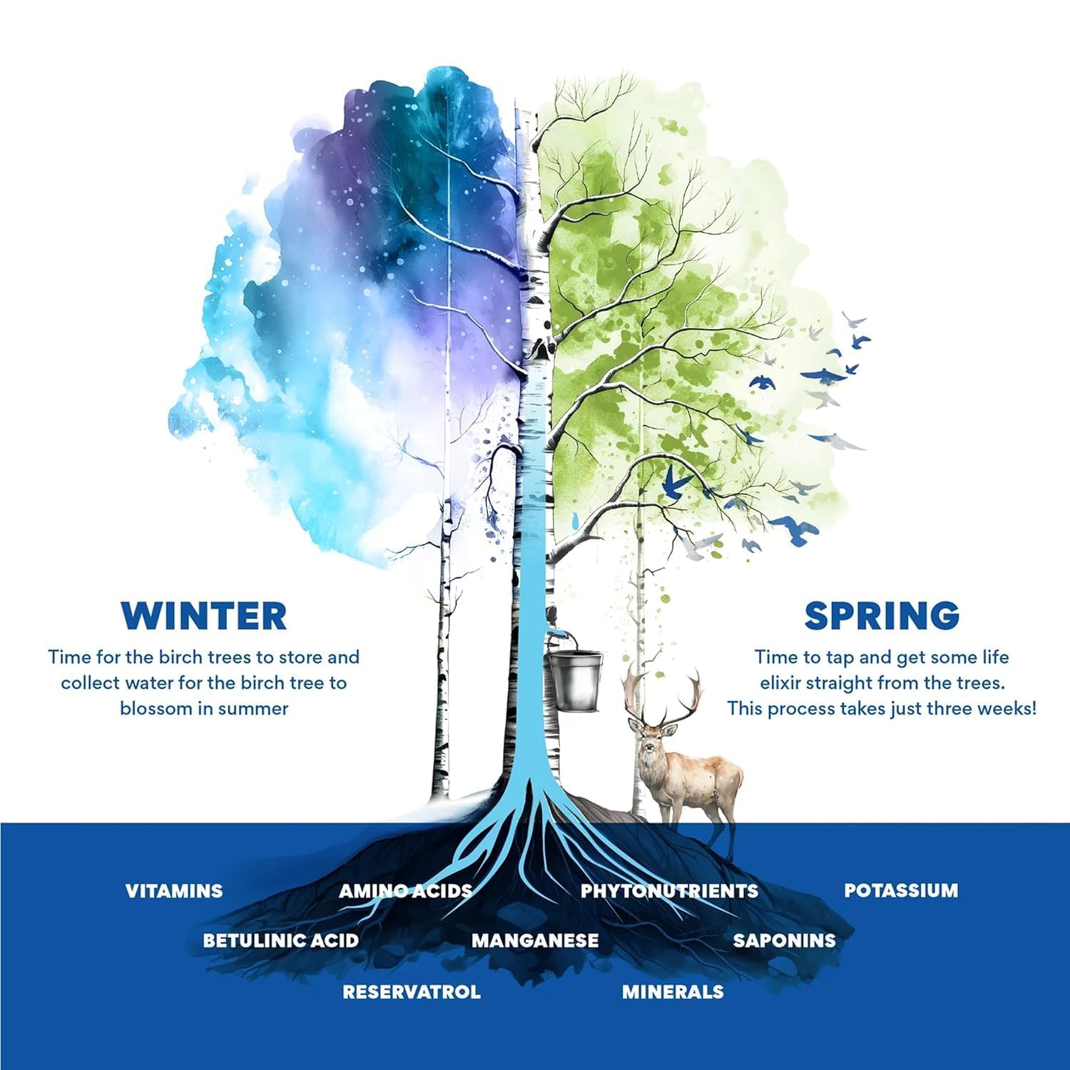 usda-organic-nordic-tree-water-birch-sap-with-electrolytes-minerals-prebiotics-and-vitamins---sustainable-hydration-from-finland---bpa-free-tetra-pak---low-calorie-alternative-to-coconut-water-8
