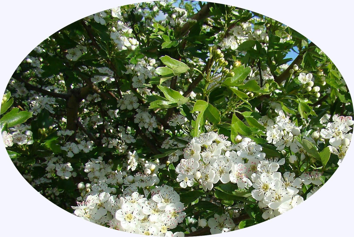 pure-hawthorn-leaf-and-flower-herbal-tea---176oz-50g---crataegus-monogyna---natural-and-organic-3