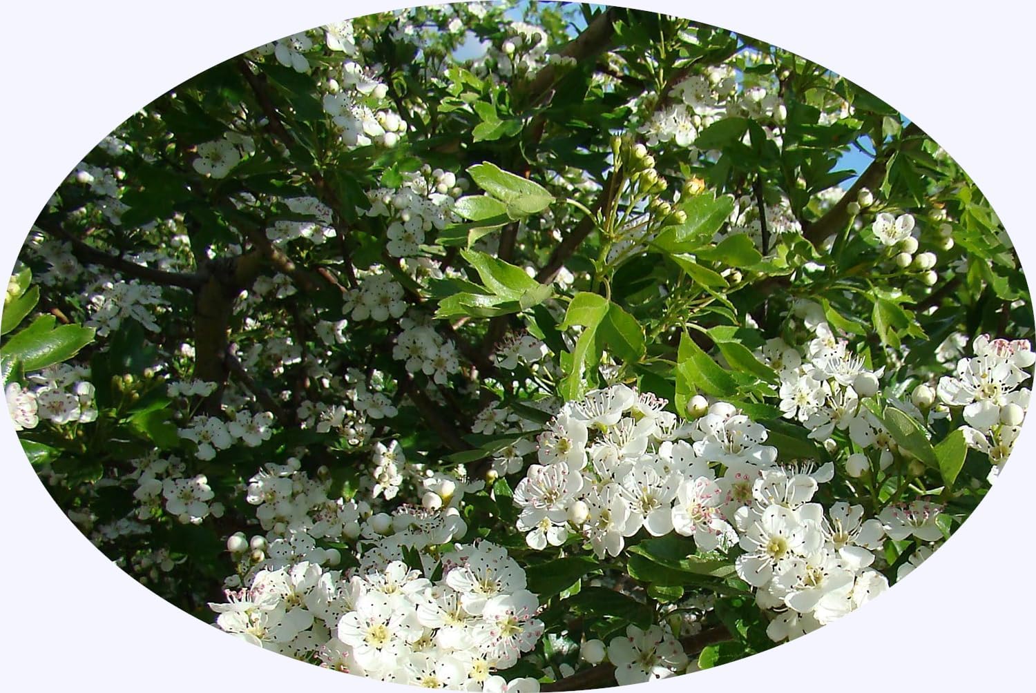 pure-hawthorn-leaf-and-flower-herbal-tea---176oz-50g---crataegus-monogyna---natural-and-organic-3