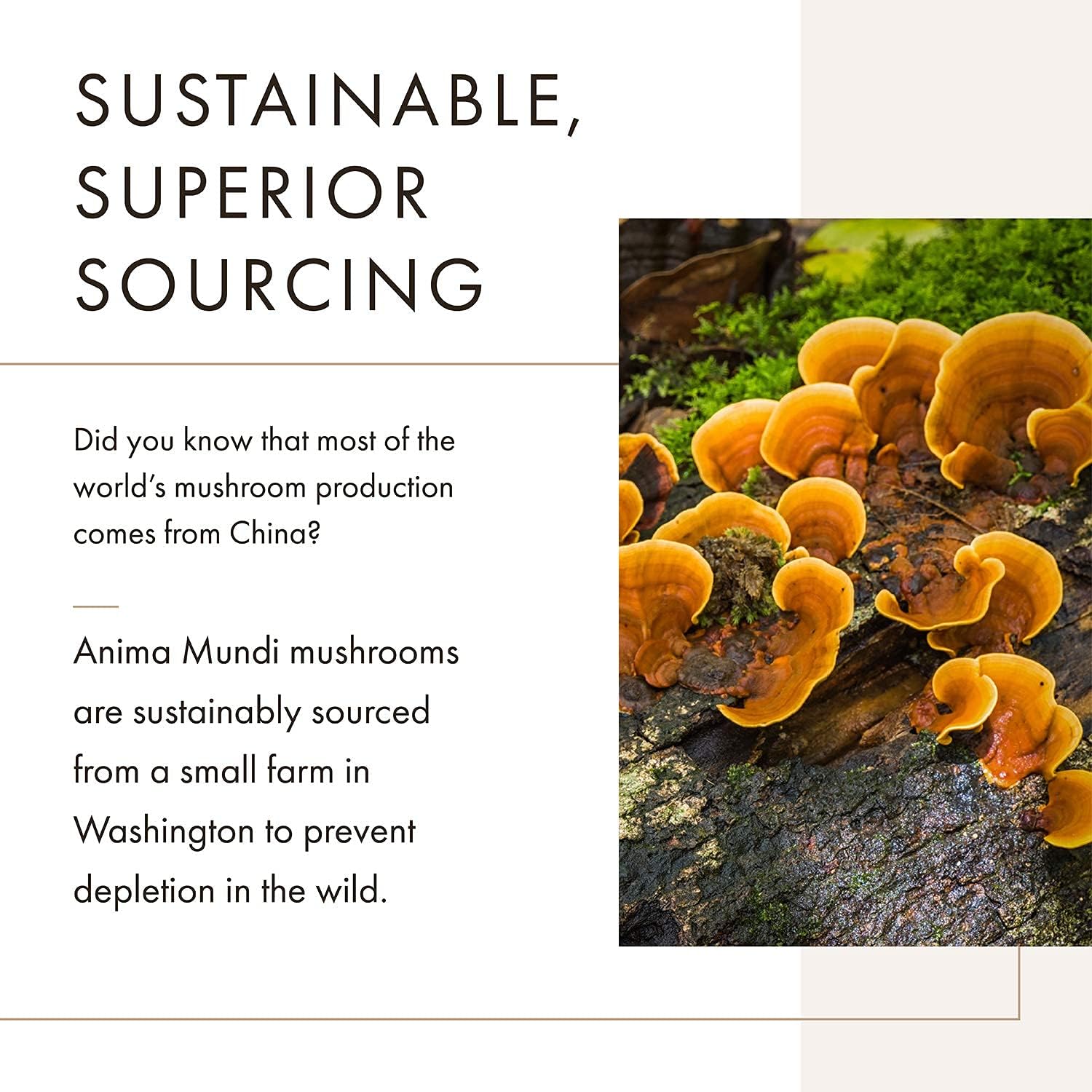 organic-chaga-mushroom-powder-for-immune-system-support---anima-mundi-apothecary---5oz-chaga-extract-powder-for-tea-coffee---anima-mundi-supplements-2