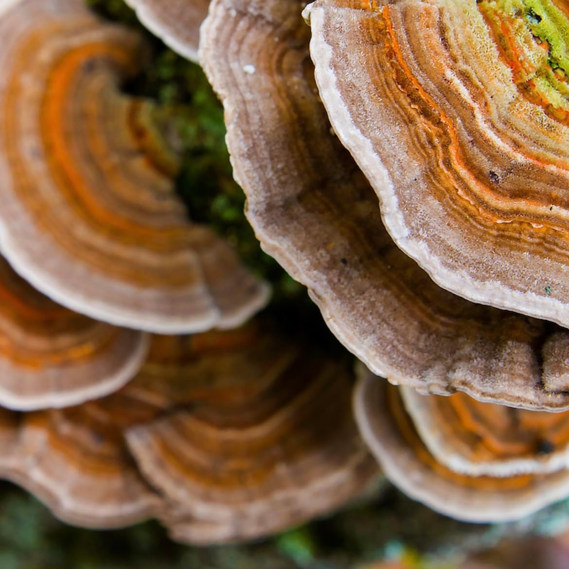 sustainably-grown-trametes-versicolor-tincture-organic-turkey-tail-mushroom-supplement-for-immune-support-vegan-non-gmo-extract---4oz-7