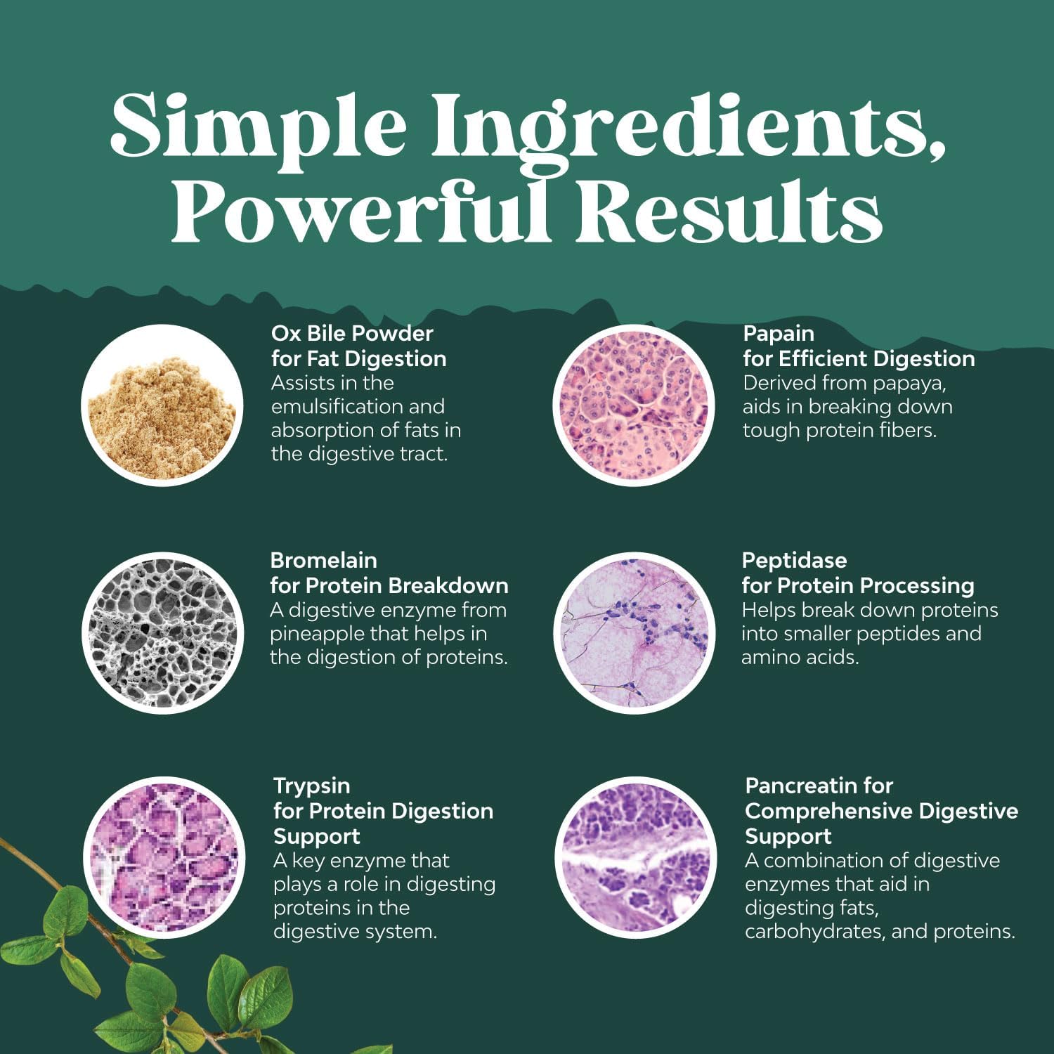 digestive-enzymes-with-ox-bile-salts-for-gallbladder-pancreas-support---pancreatin-4x-trypsin-bromelain-blend---1-month-supply-6