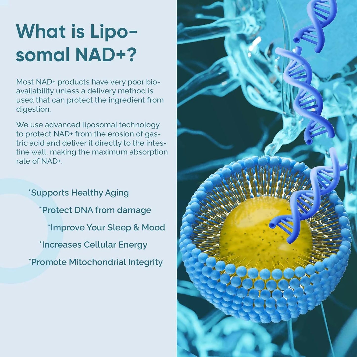 high-potency-liposomal-nad-supplement-for-anti-aging-energy-and-focus---2-pack-4