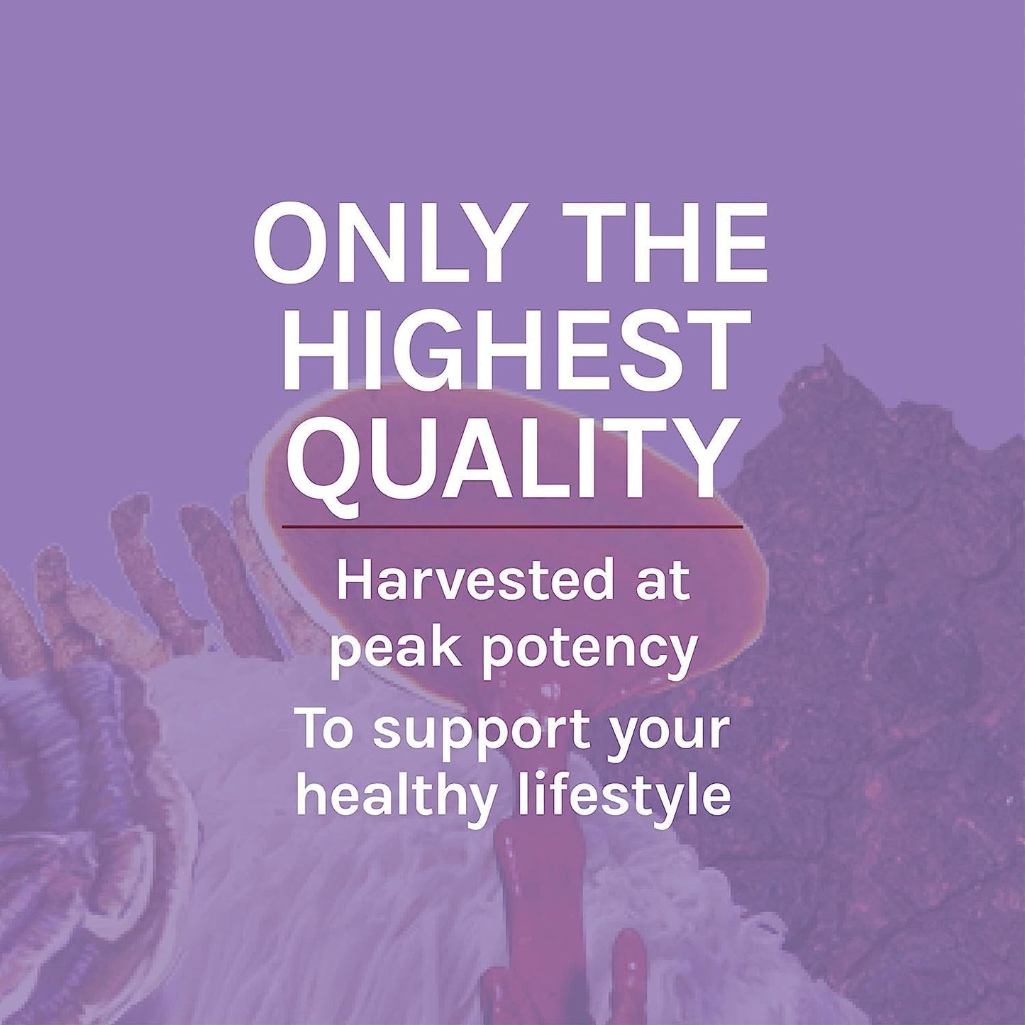 Lion's Mane Mushroom Brain Health Supplement - Supports Focus, Memory, Immune & Nervous System - 30 Capsules - Espot.com.au