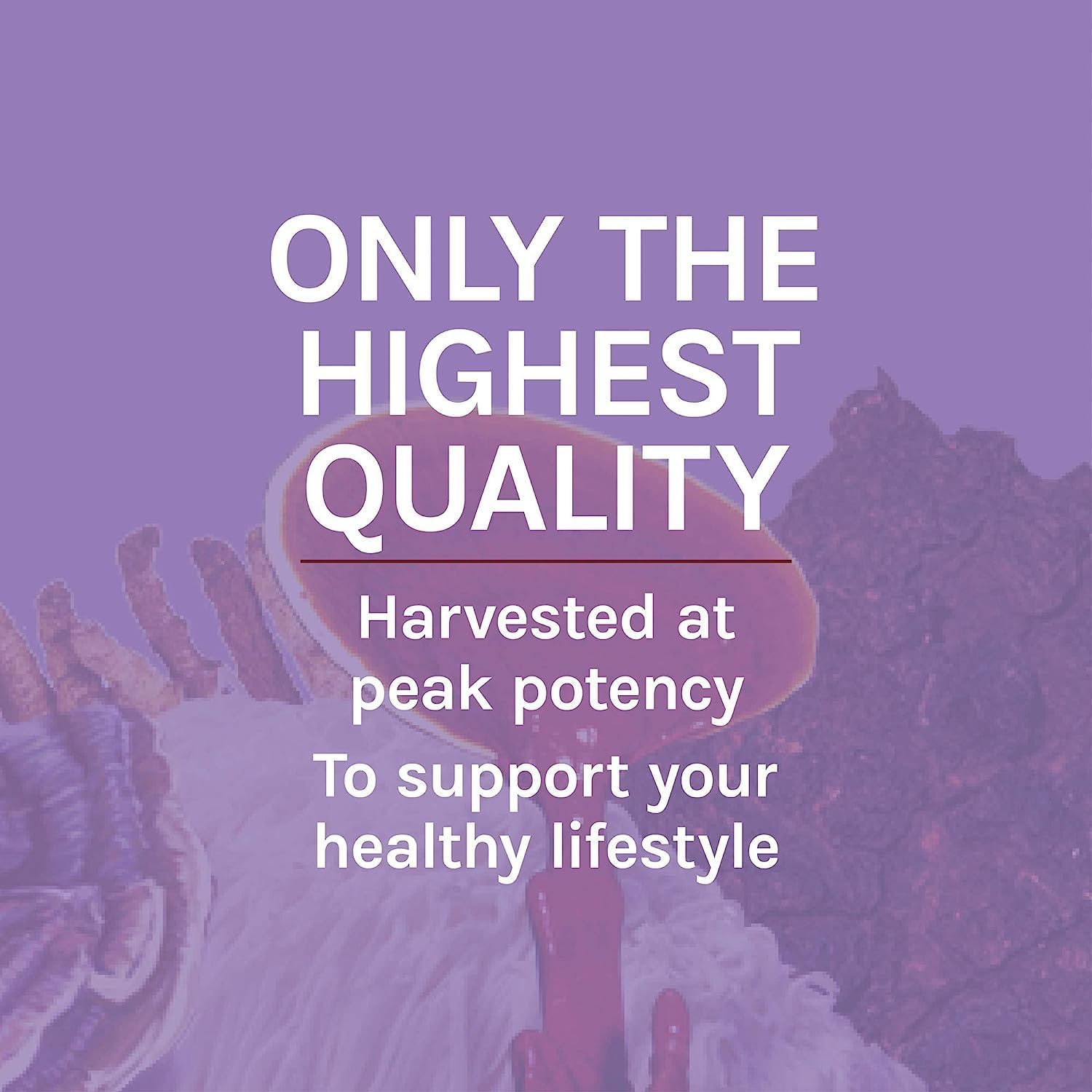 Lion's Mane Mushroom Brain Health Supplement - Supports Focus, Memory, Immune & Nervous System - 30 Capsules - Espot.com.au