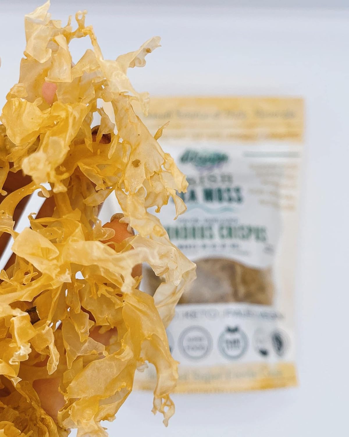 organic-irish-sea-moss-from-ireland-wildcrafted-chondrus-crispus-raw-irish-moss-golden-color-4